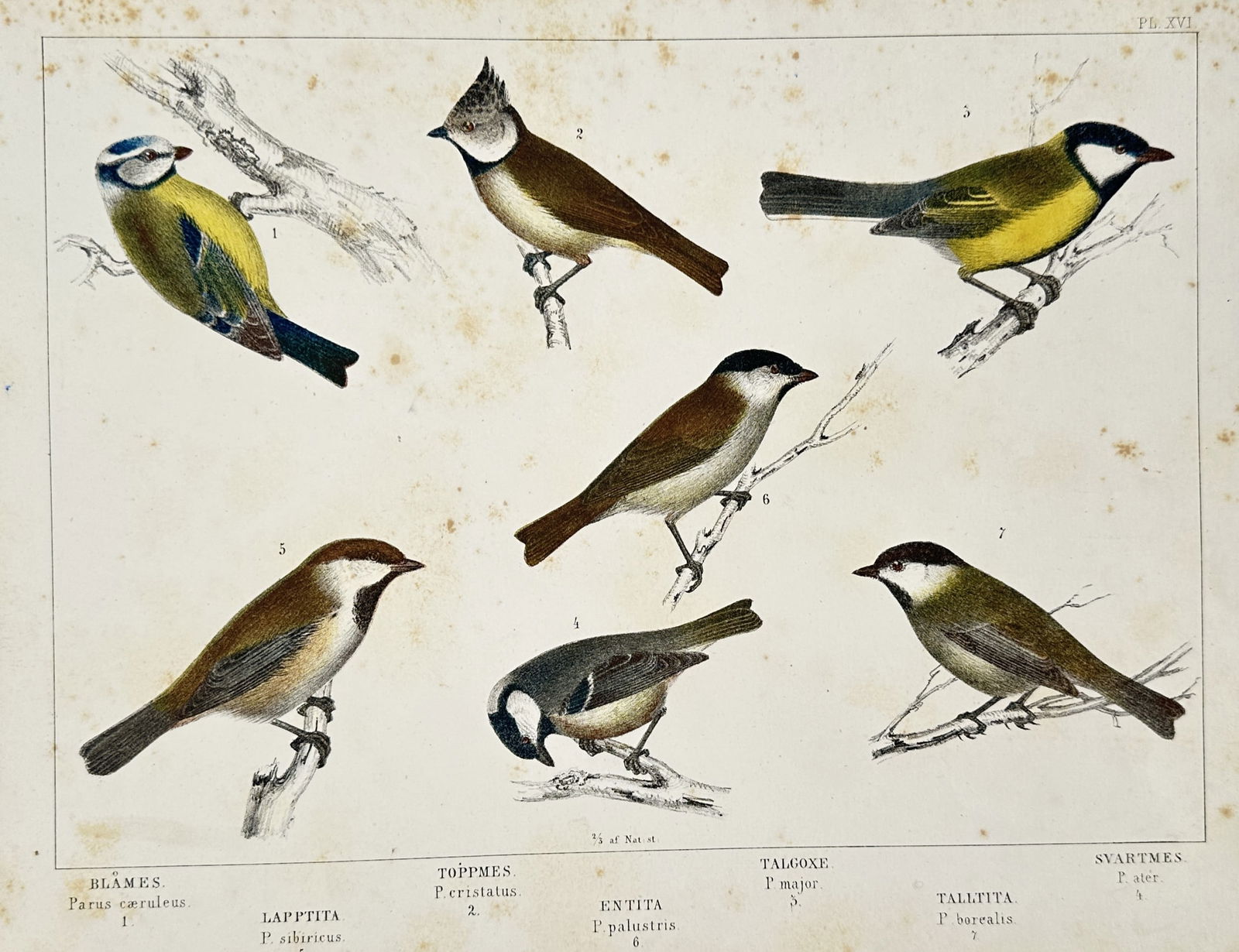 Carl Jakob Sundevall (1801-1875) – Various tits and chickadees – Lithograph (1856) (1 of 2)