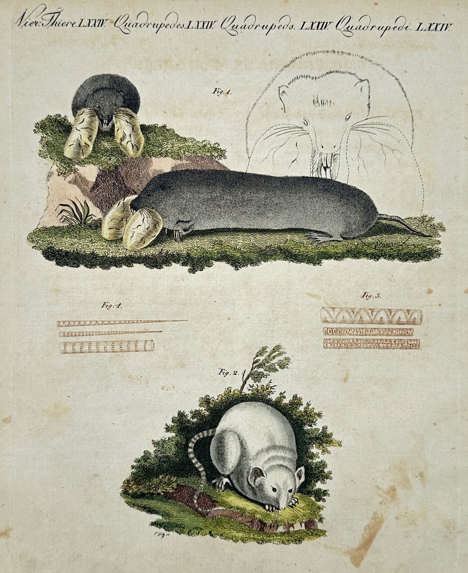 Friedrich Justin Bertuch (1747–1822) – Star-nosed mole and other small mammals (1 of 2)