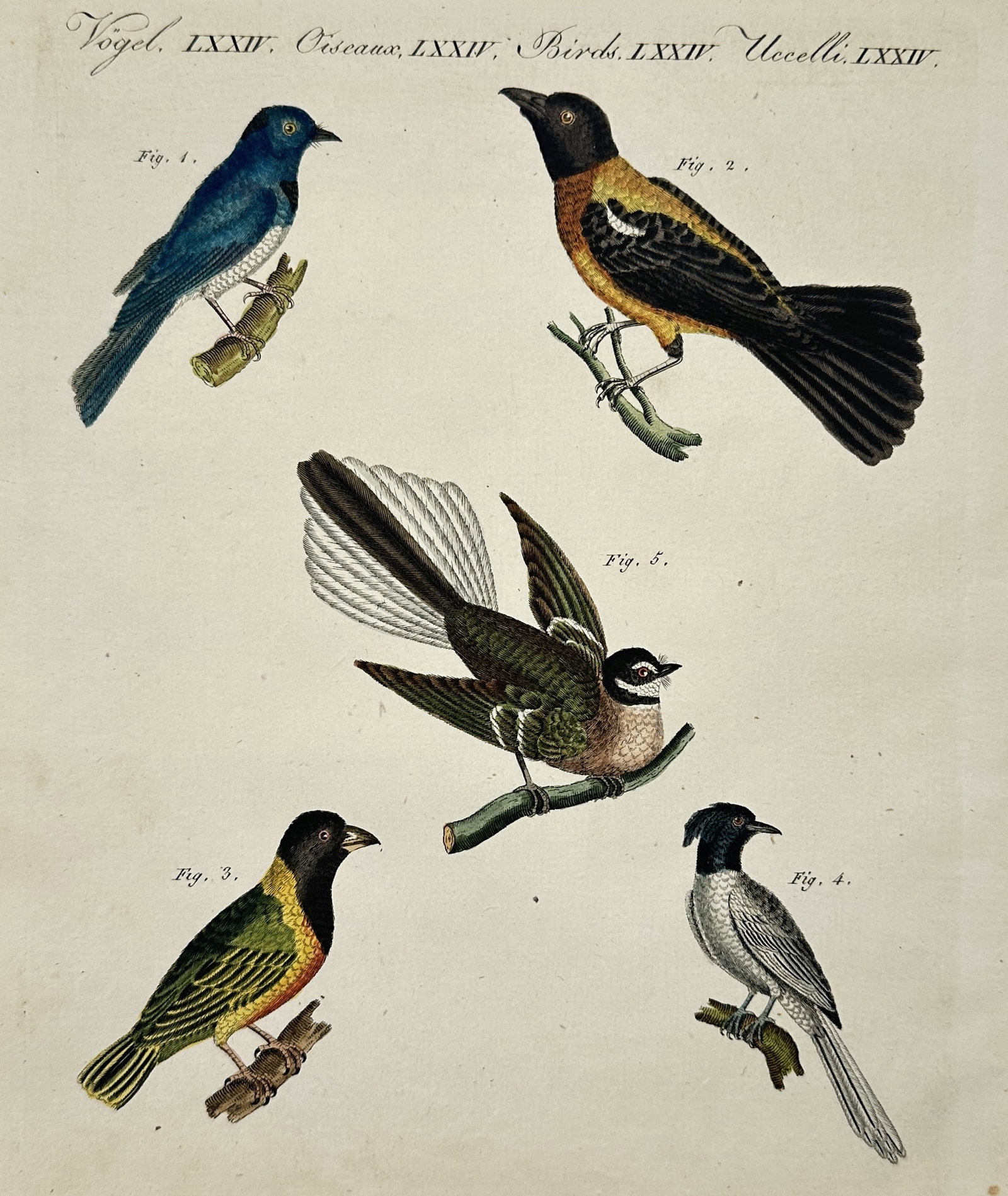 Friedrich Justin Bertuch (1747–1822) – Five colorful birds – Hand-coloured engraving (1792) (1 of 2)