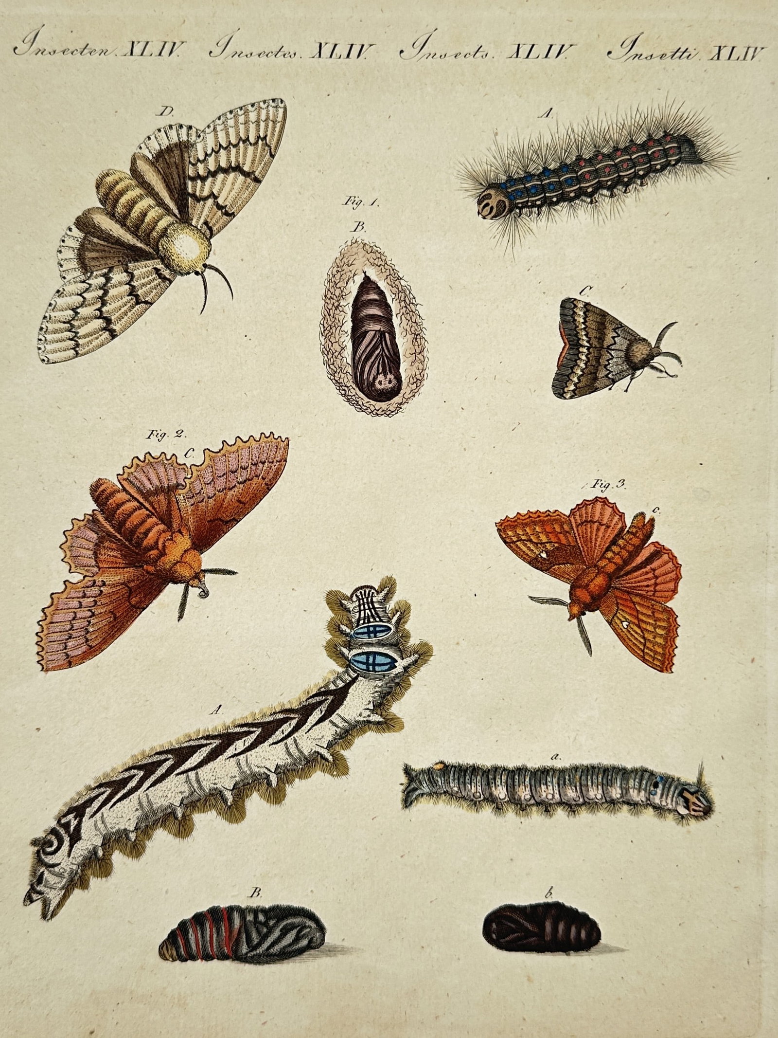 Friedrich Justin Bertuch (1747–1822) – Various moths and caterpillars – Hand-coloured (1 of 2)