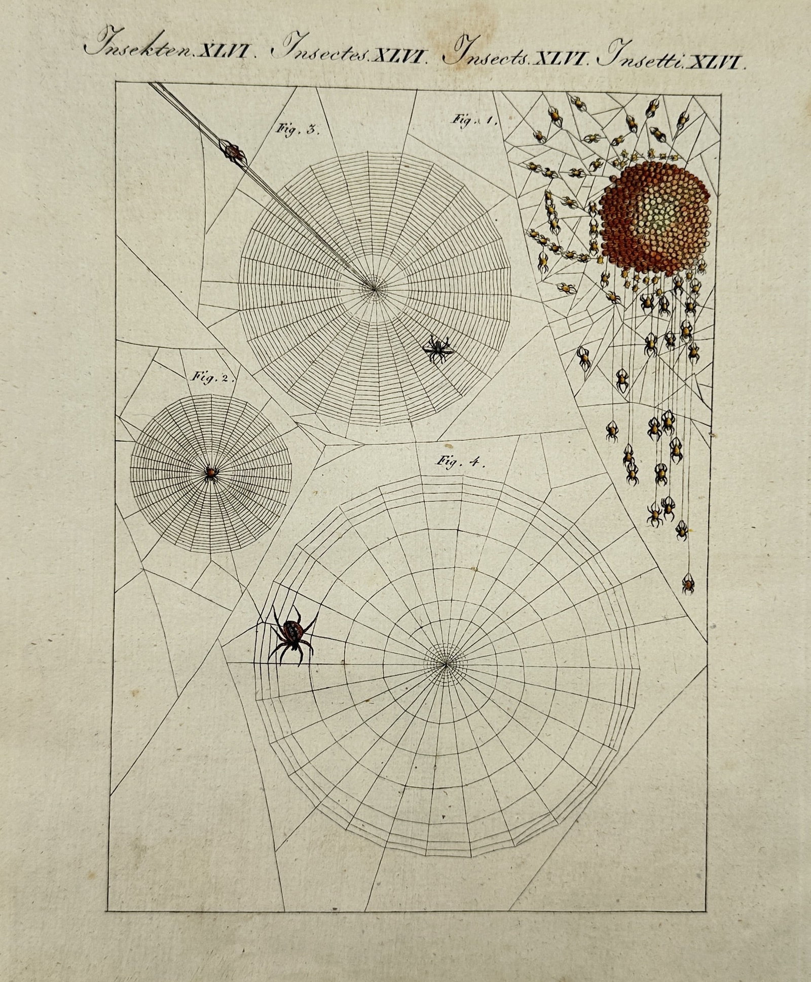 Friedrich Justin Bertuch (1747–1822) – Spiders and their webs – Hand-coloured engraving (1792) (1 of 2)