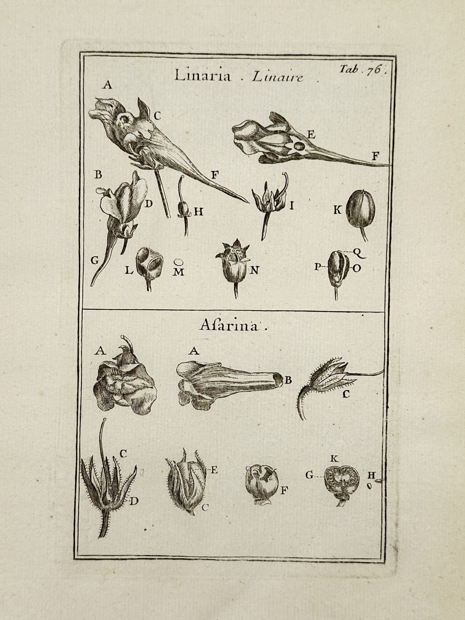 Joseph Pitton de Tournefort (1656–1708) – Toadflax and Madwort – Engraving (1719) (1 of 2)
