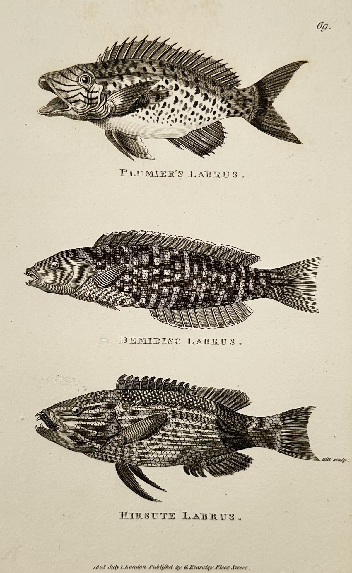George Shaw (1751–1813) – Plumier's Labrus, Bimidisc Labrus, and Hirsute Labrus – Engraving (1 of 2)