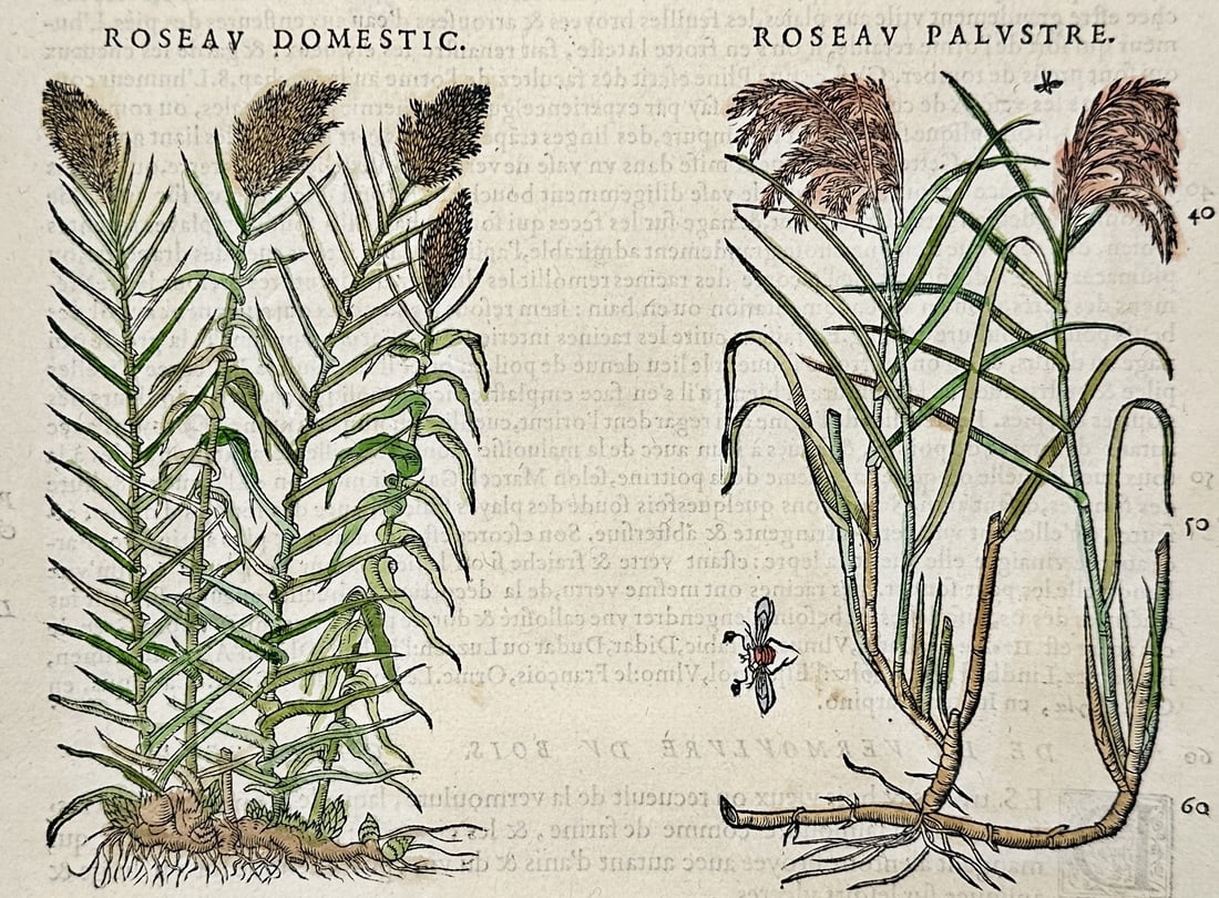 Pietro Andrea Mattioli (1501–1577) – Common reed and Great fen-sedge – Woodcut (1565) (1 of 3)