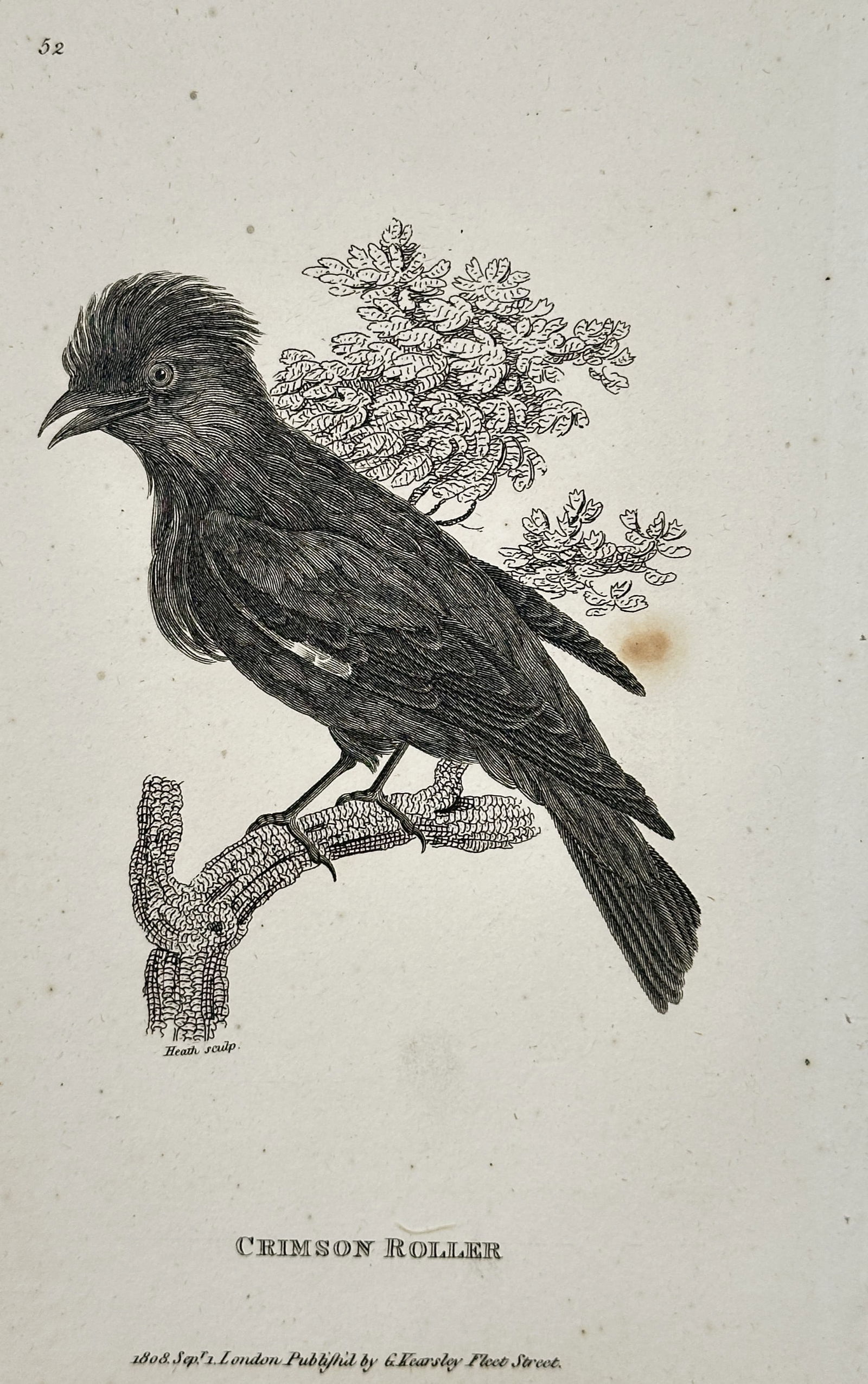 George Shaw (1751–1813) – Crimson Roller – Engraving (1808) (1 of 2)