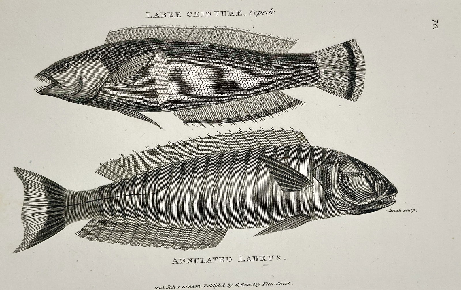 George Shaw (1751–1813) – Labre Ceinture and Annulated Labrus – Engraving (1803) (1 of 2)