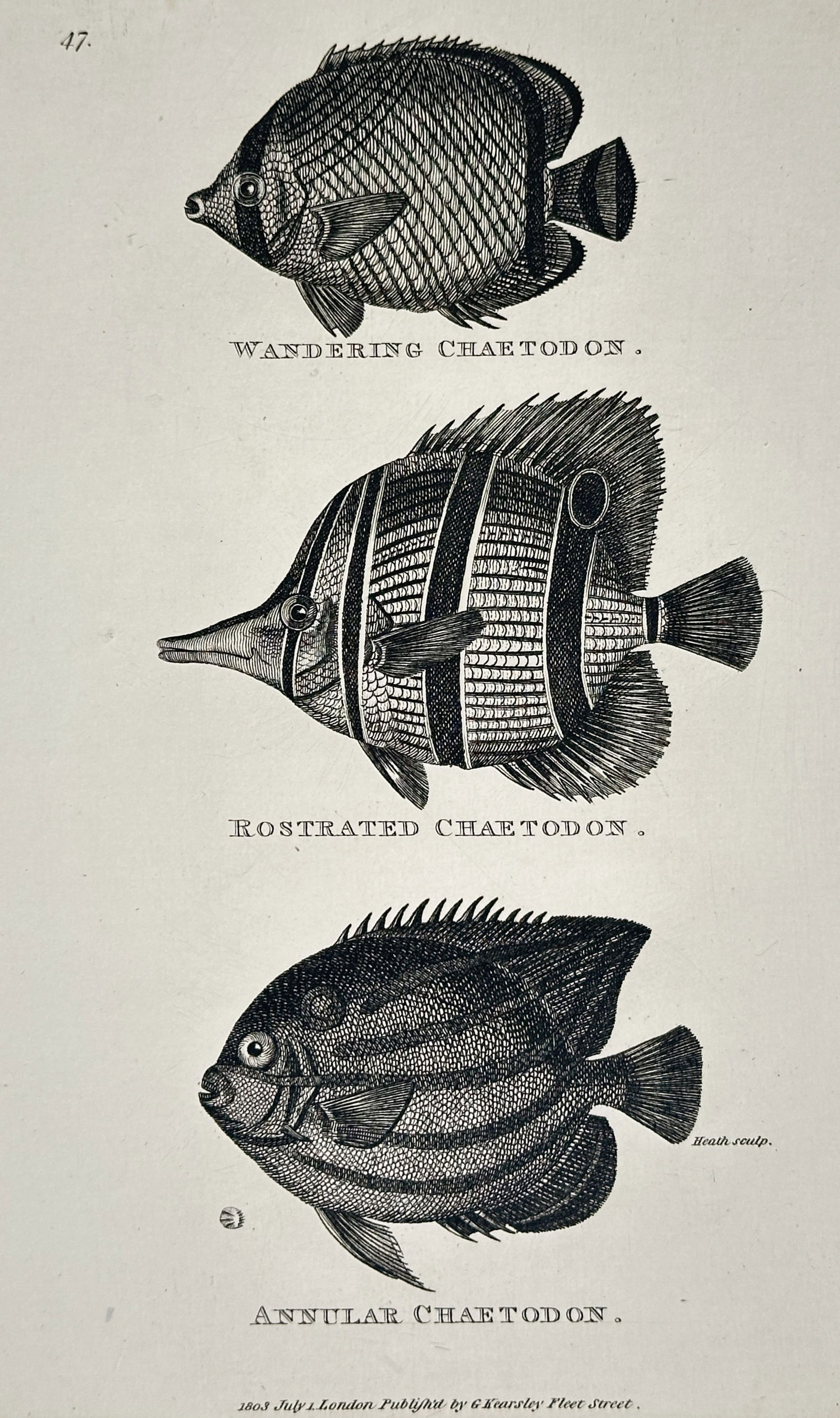 George Shaw (1751–1813) – Wandering Chaetodon, Rostrated Chaetodon - Engraving (1 of 2)