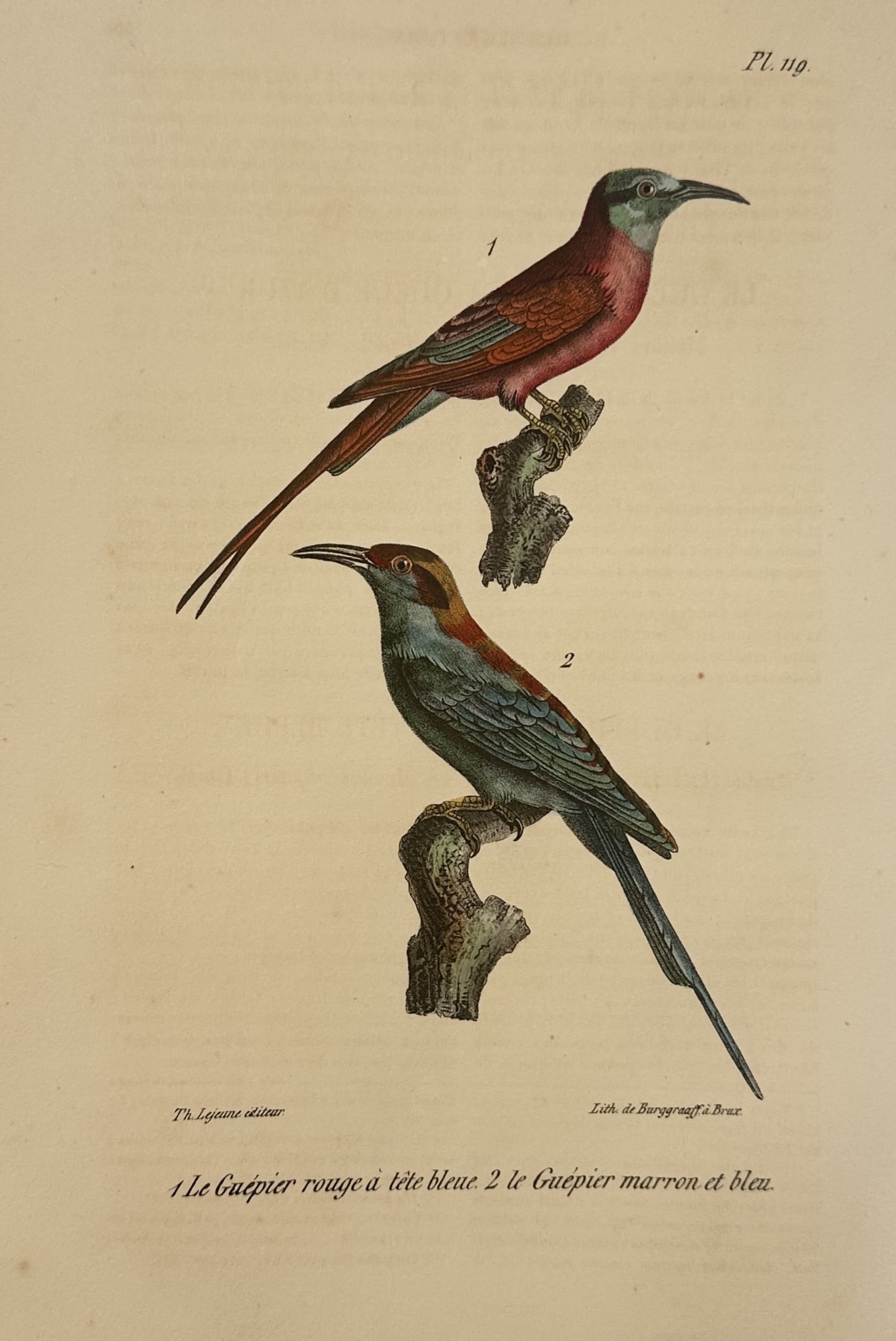 Georges-Louis Leclerc, Comte de Buffon – The Carmine Bee-eater and the Blue-cheeked Bee-eater – (1 of 2)