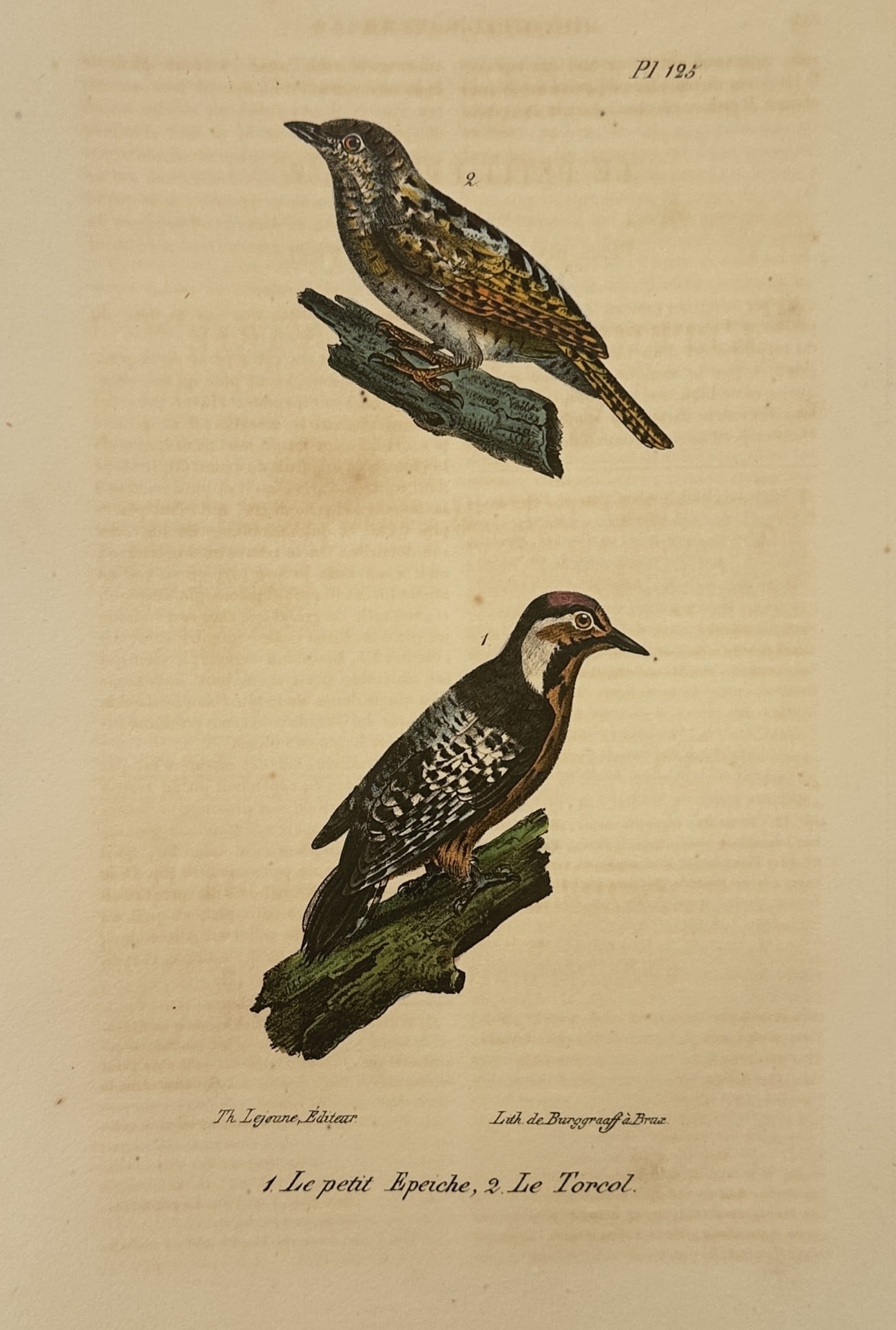 Georges-Louis Leclerc, Comte de Buffon – The Lesser Spotted Woodpecker and the Wryneck (1 of 2)
