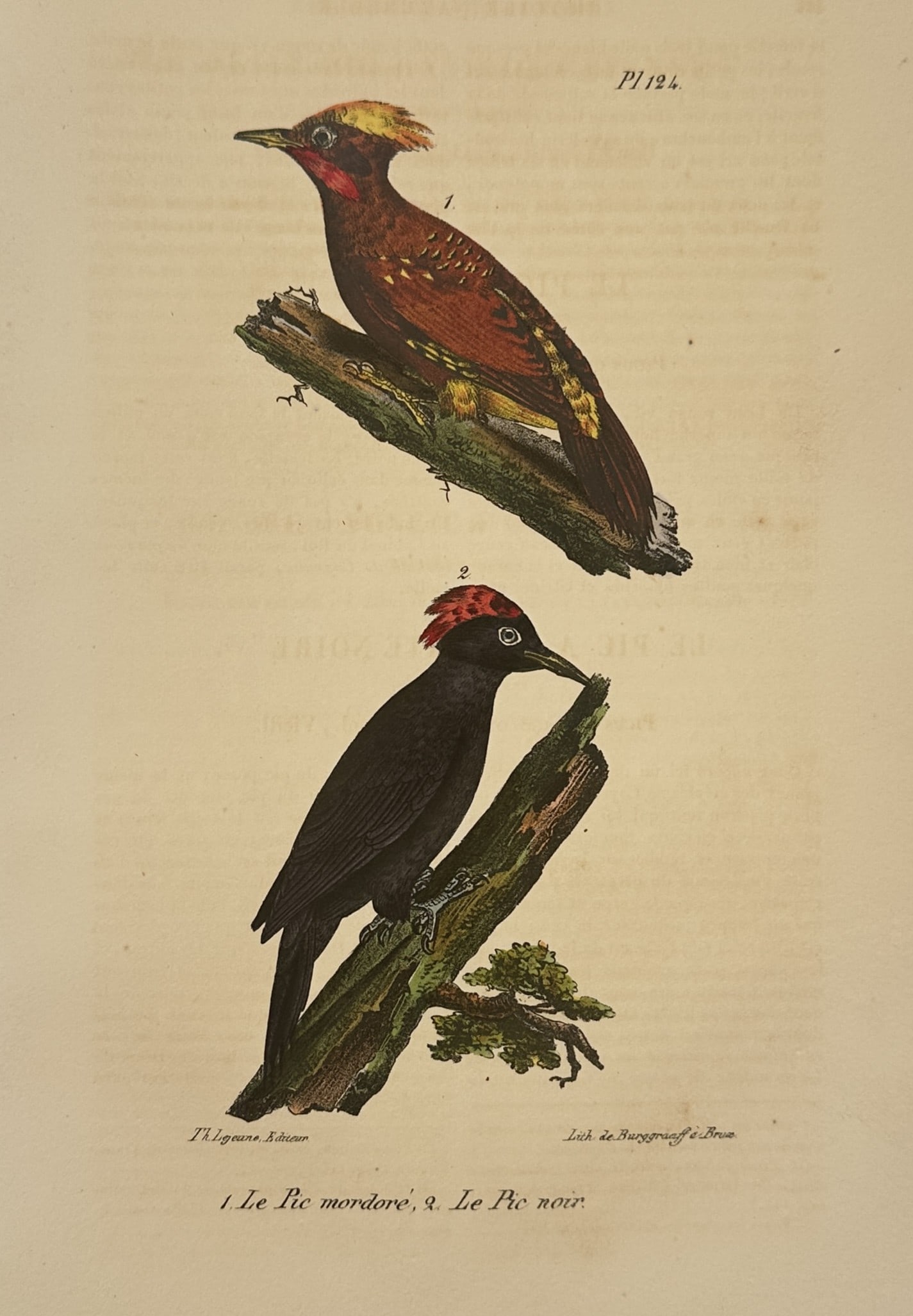 Georges-Louis Leclerc, Comte de Buffon – The Rufous-headed Woodpecker and the Black Woodpecker (1 of 2)