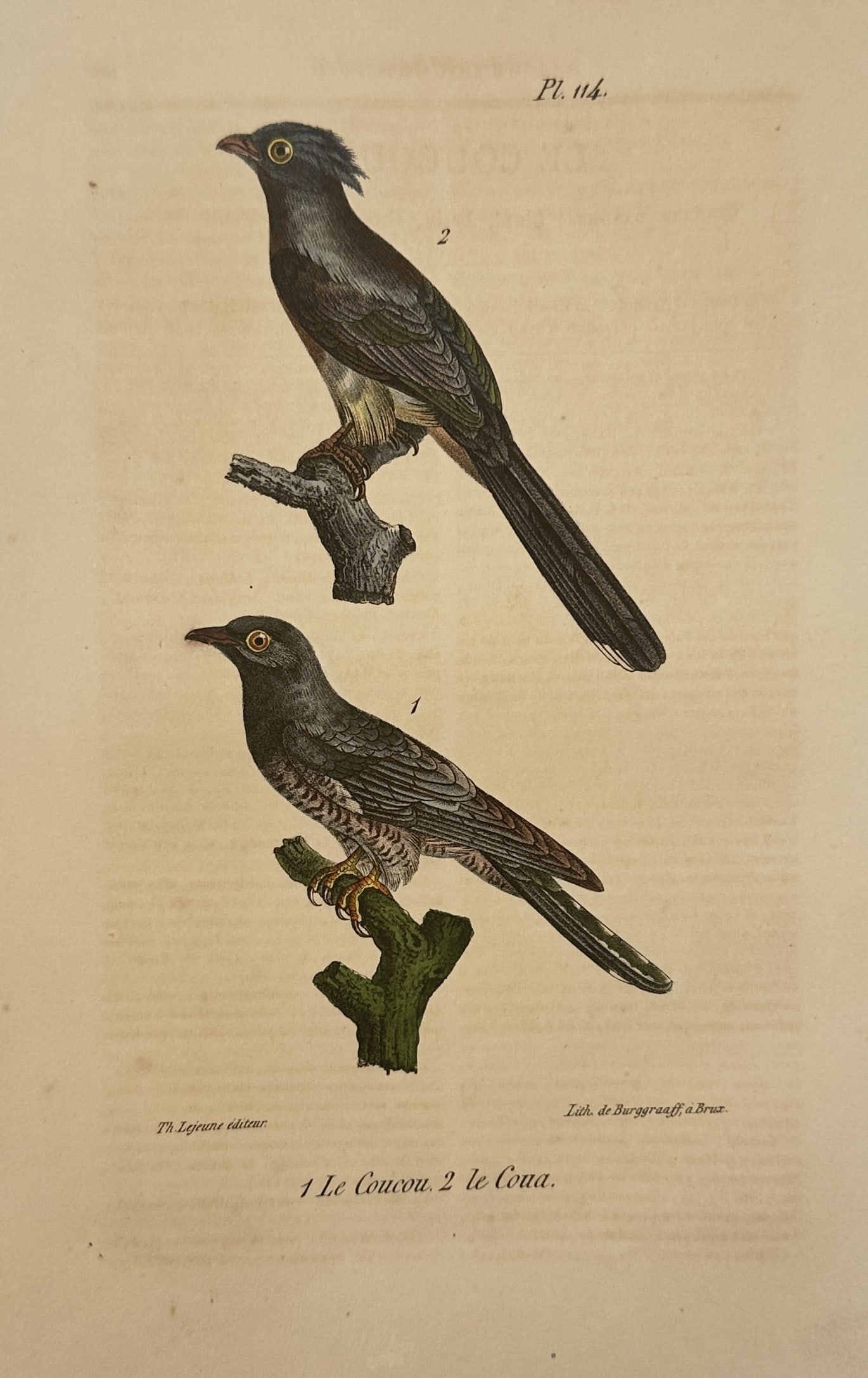 Georges-Louis Leclerc, Comte de Buffon – Black Woodpecker – Hand-coloured lithograph (1833-1836) (1 of 2)
