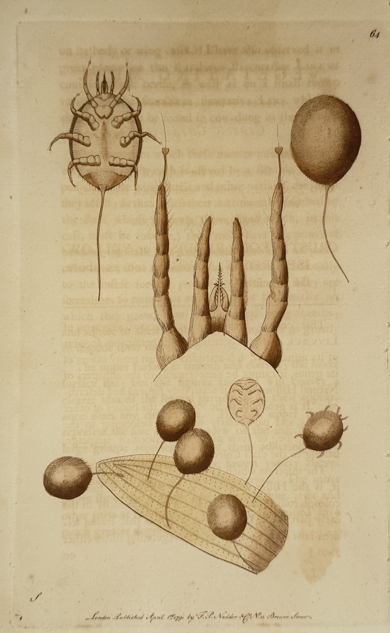 Frederick Polydore Nodder – Microscopic View of the Acarus and Fungal Parasites – Engraving (1 of 2)