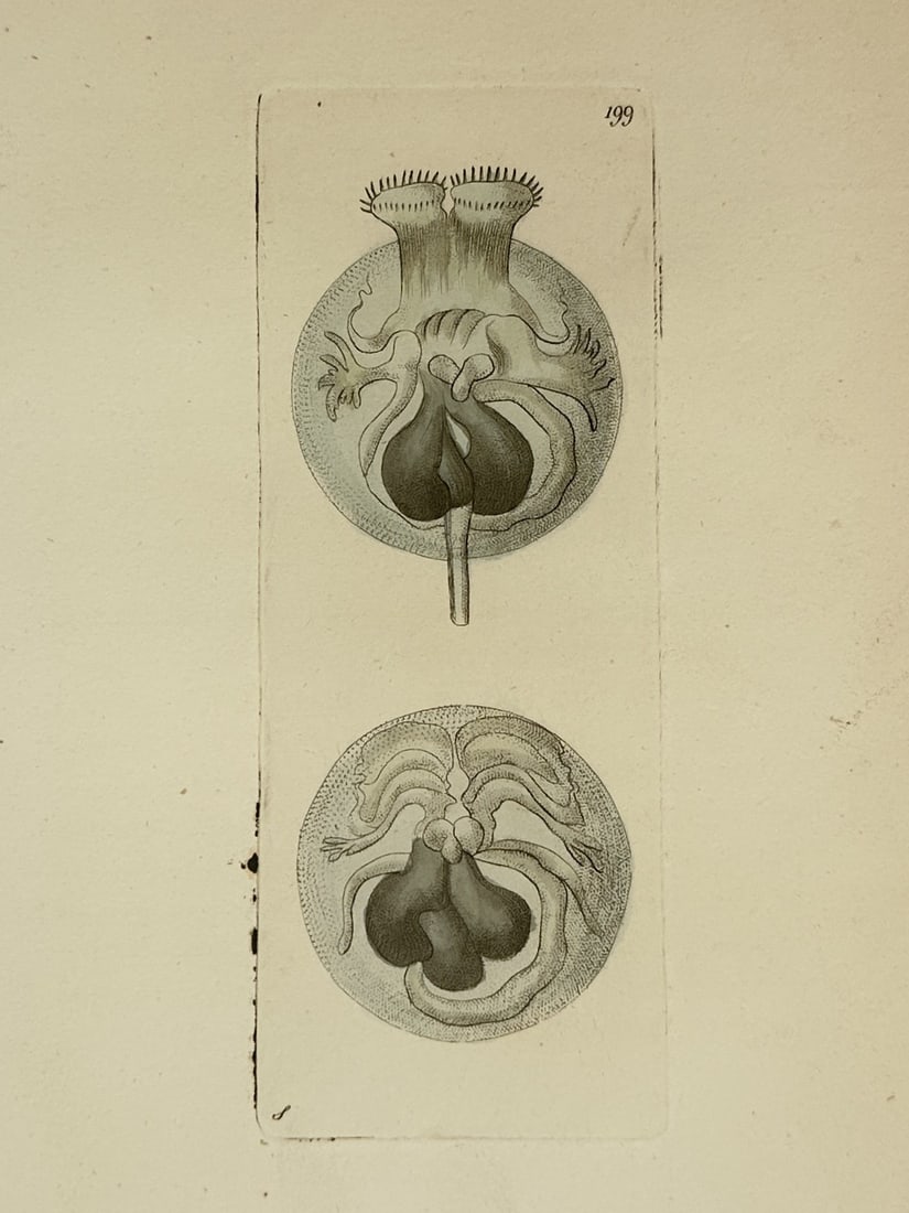 Frederick Polydore Nodder – Microscopic View of the Ascidia – Engraving (1791) (1 of 2)