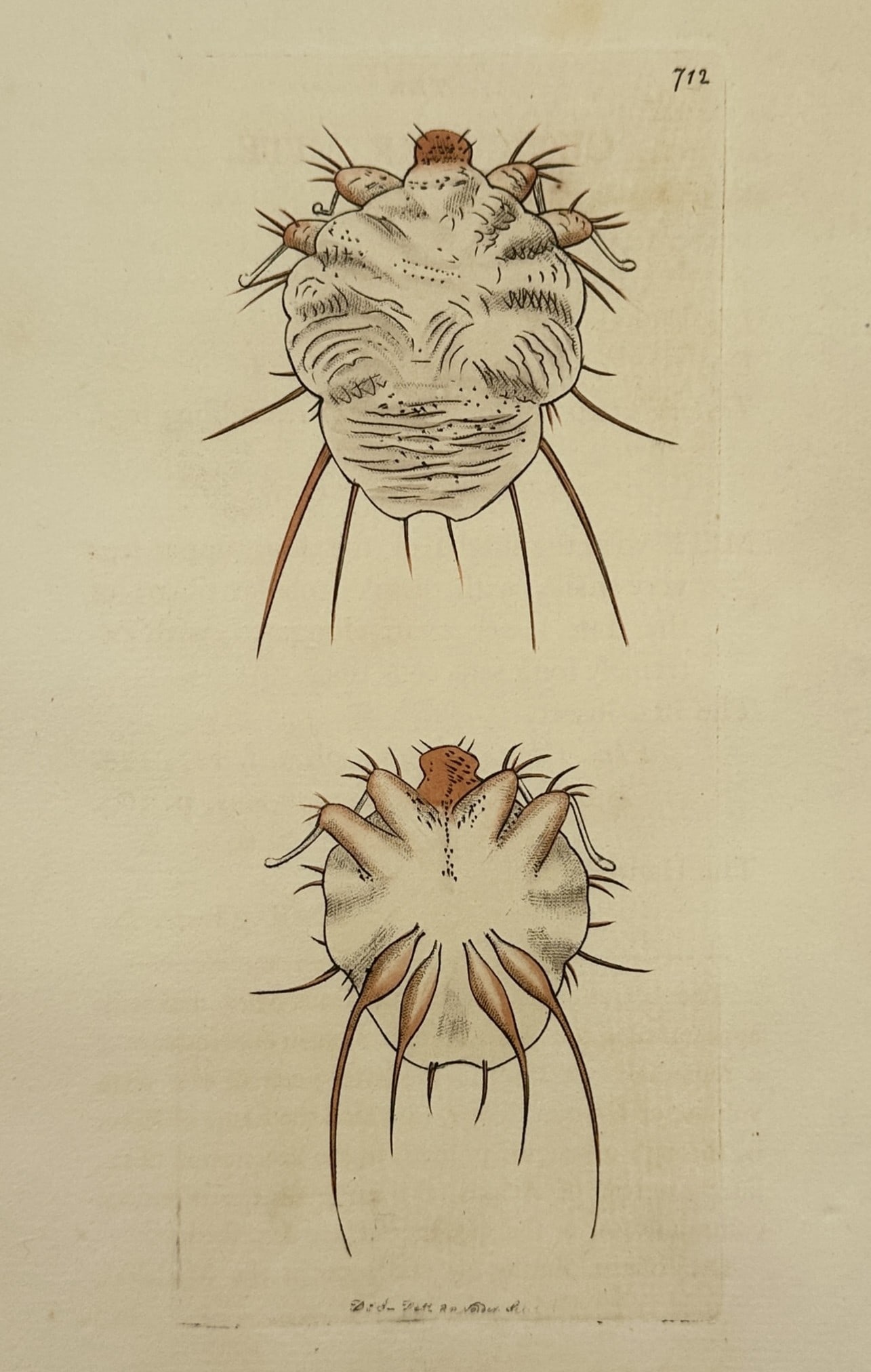 Frederick Polydore Nodder – Microscopic View of the Acarus – Hand-coloured engraving (1806) (1 of 2)