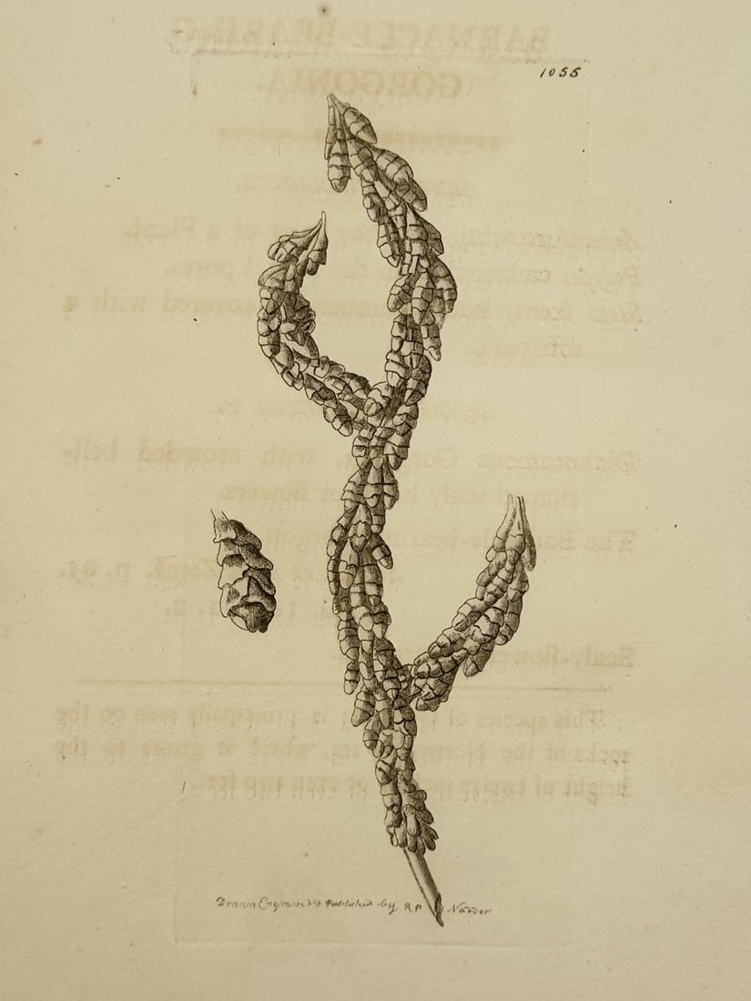 Frederick Polydore Nodder – The Barnacle-bearing Gorgonia – Engraving (1813) (1 of 2)