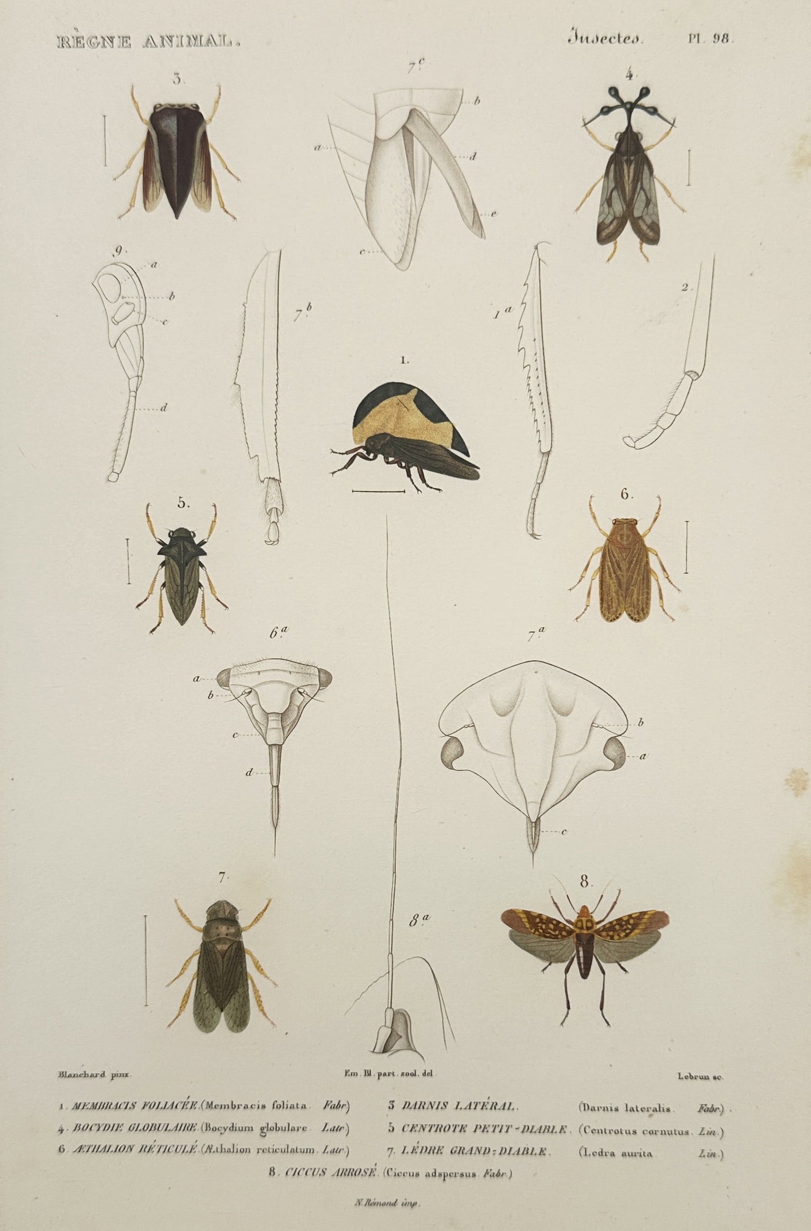 Georges Cuvier – Hemipterous Insects – Hand-coloured engraving (1836–1849) (1 of 2)