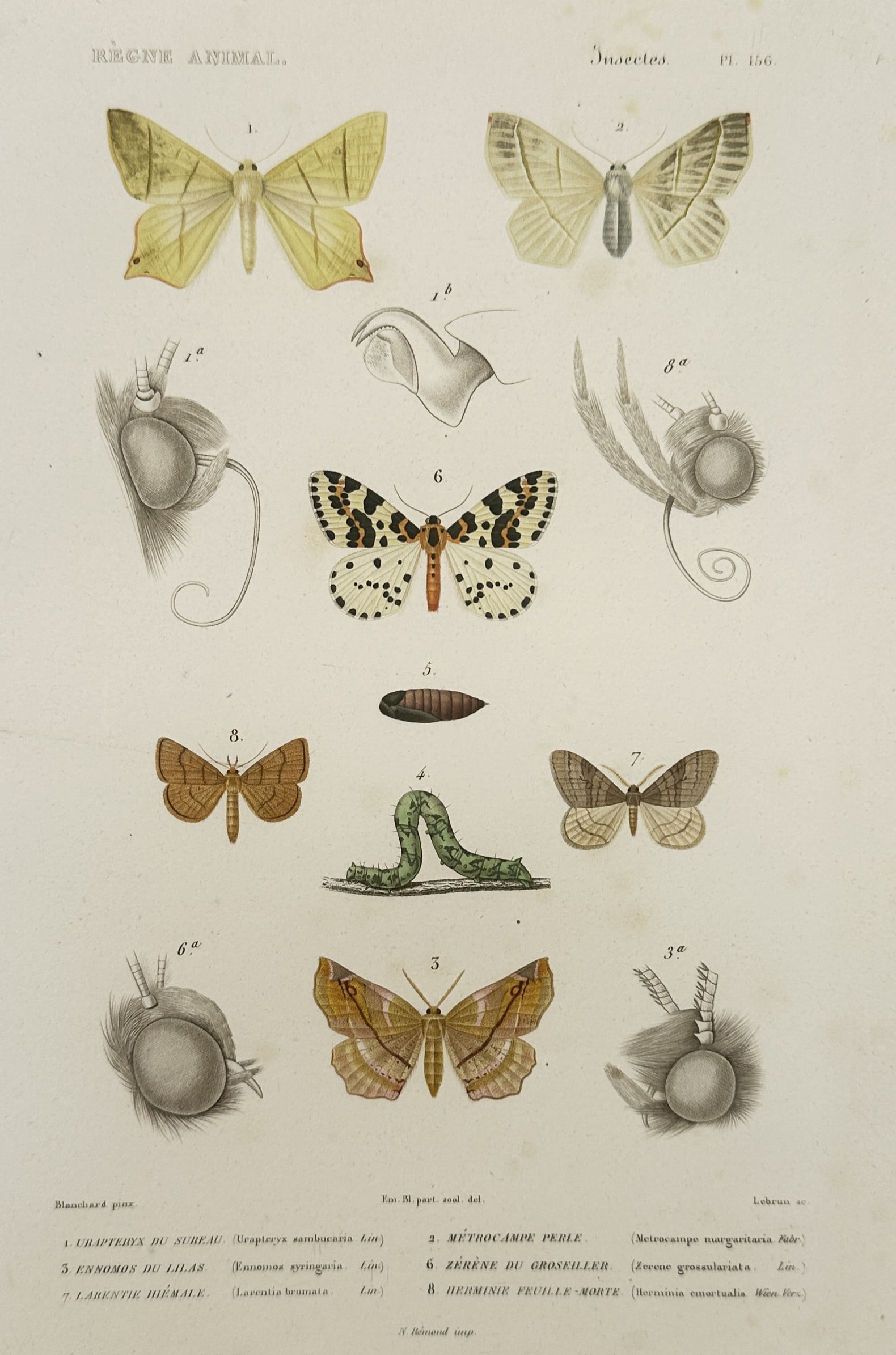Georges Cuvier – Lepidopterous Insects – Hand-coloured engraving (1836–1849) (1 of 2)