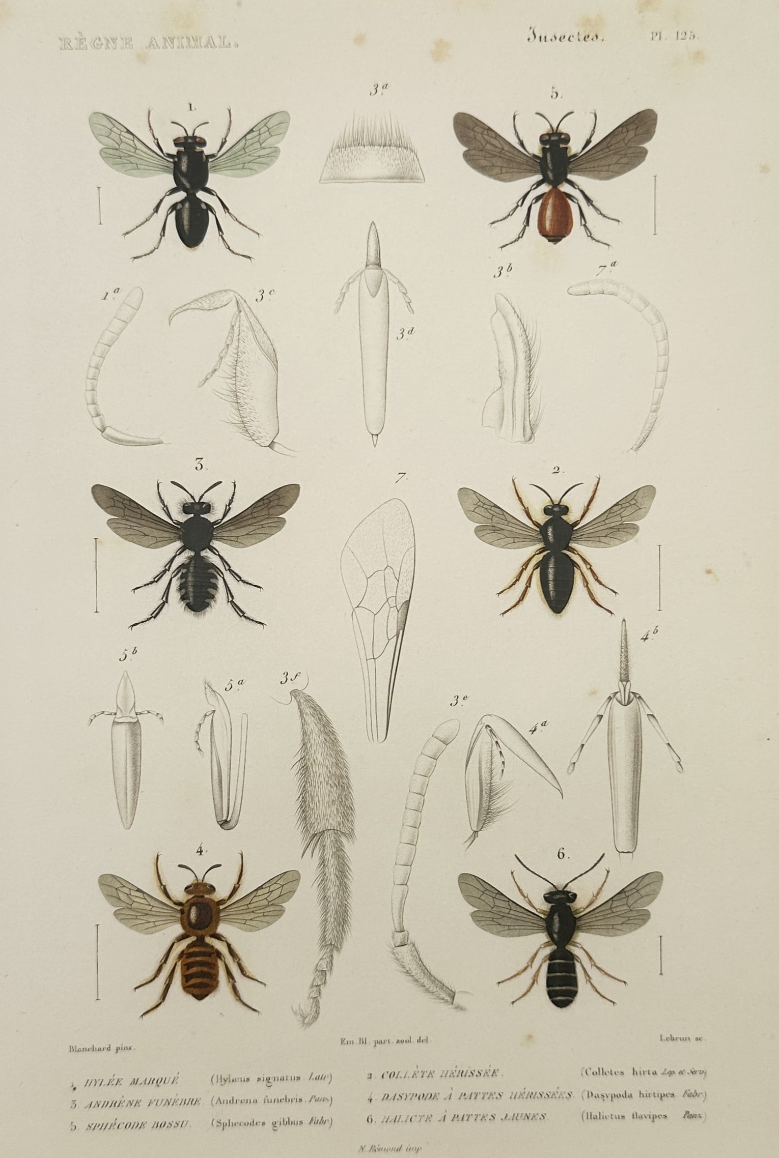 Georges Cuvier – Hymenopterous Insects – Hand-coloured engraving (1836–1849) (1 of 2)