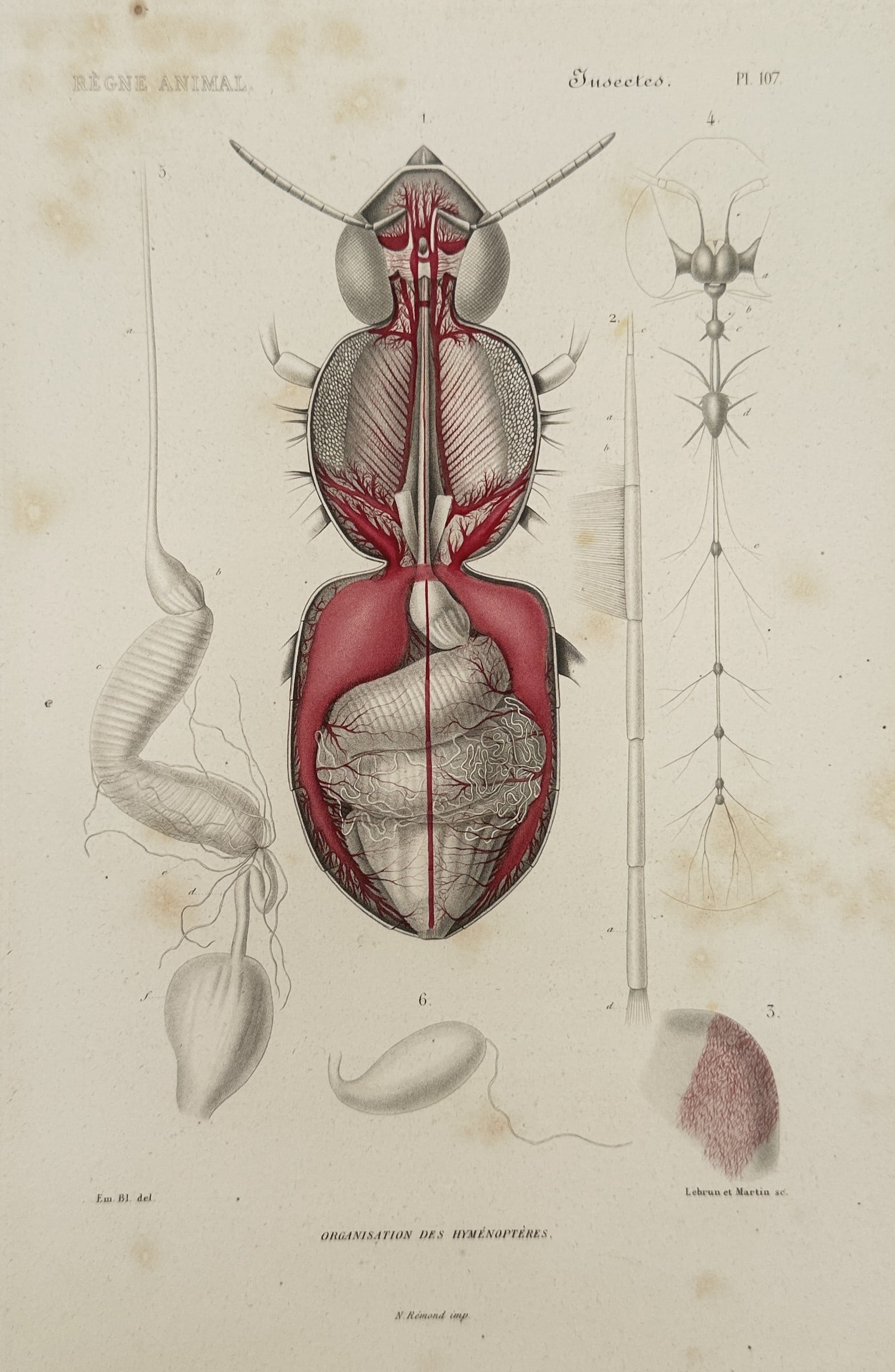 Georges Cuvier – Biological Systems of Hymenopterous Insects – Hand-coloured engraving (1 of 2)