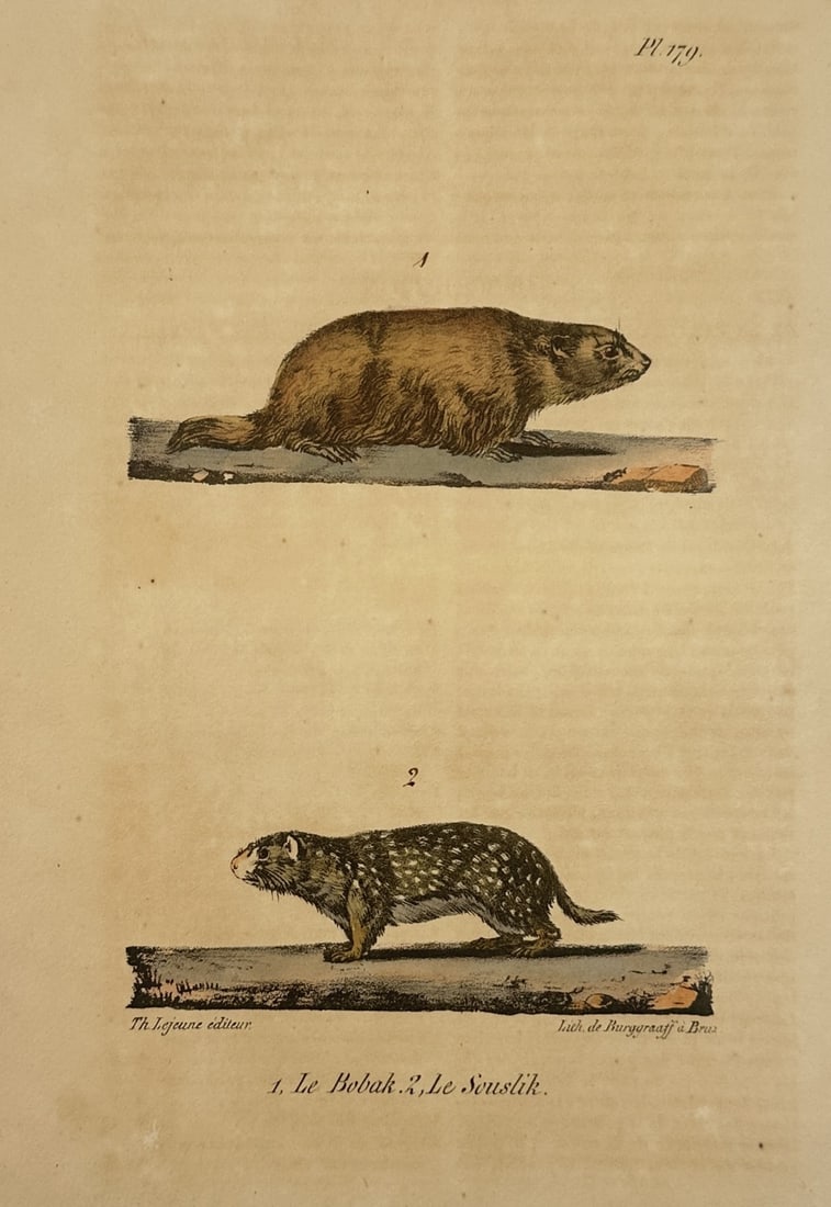 Georges-Louis Leclerc, Comte de Buffon – The Bobak Marmot and the Souslik – Hand-coloured (1 of 2)