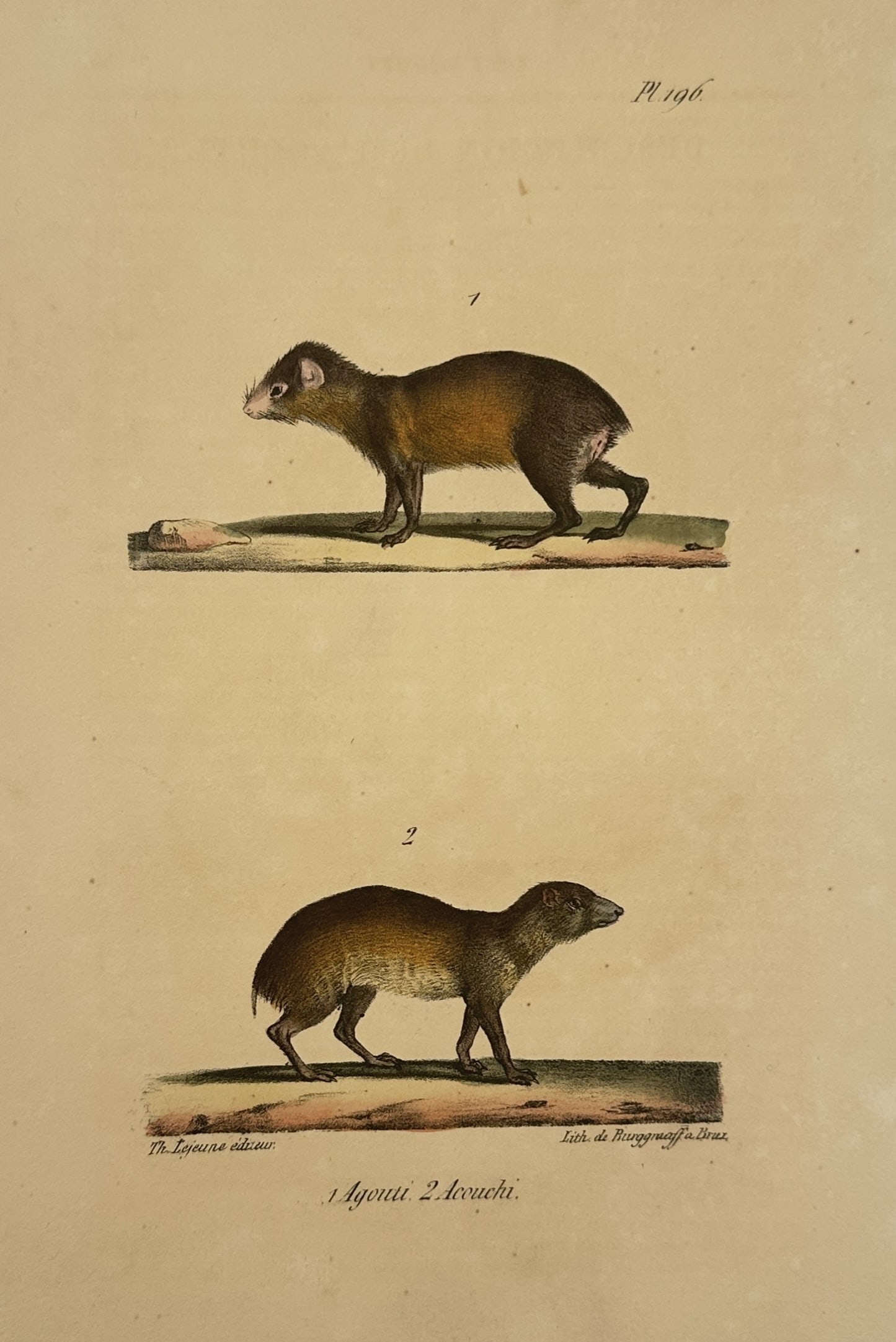 Georges-Louis Leclerc, Comte de Buffon – The Agouti and the Acouchi – Hand-coloured lithograph (1 of 2)