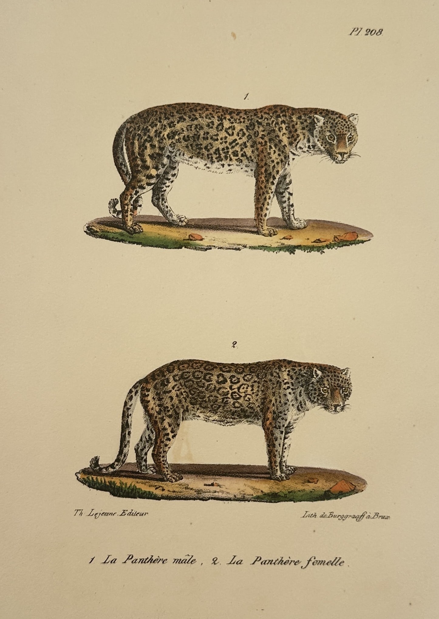 Georges-Louis Leclerc, Comte de Buffon – The Male Panther and the Female Panther (1 of 2)