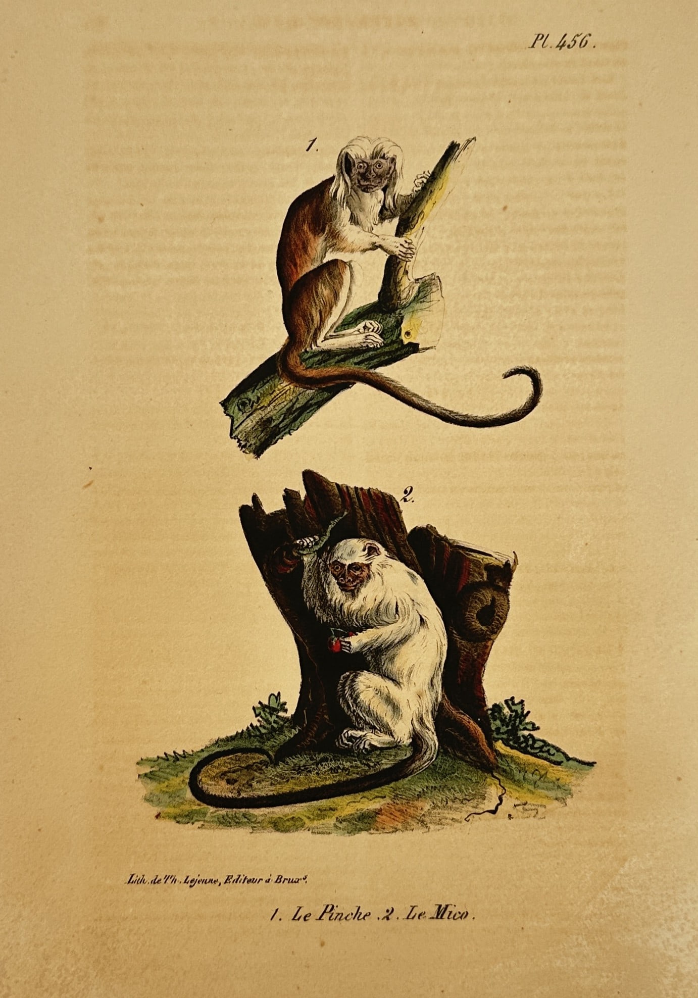 Georges-Louis Leclerc, Comte de Buffon – Cotton-top Tamarin and Silvery Marmoset – Lithograph (1 of 2)