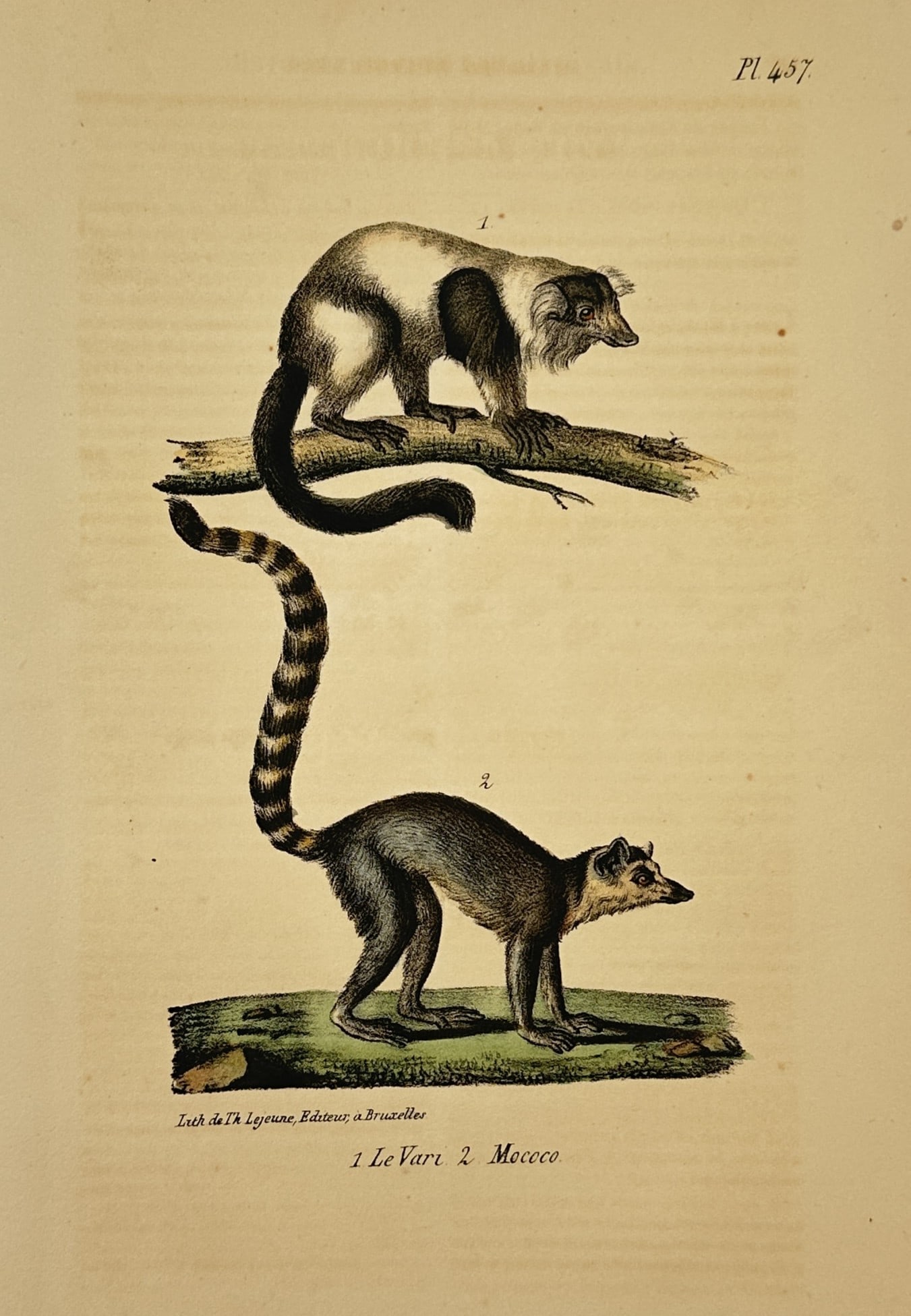 Georges-Louis Leclerc, Comte de Buffon – Ruffed Lemur and Ring-tailed Lemur – Lithograph (1 of 2)