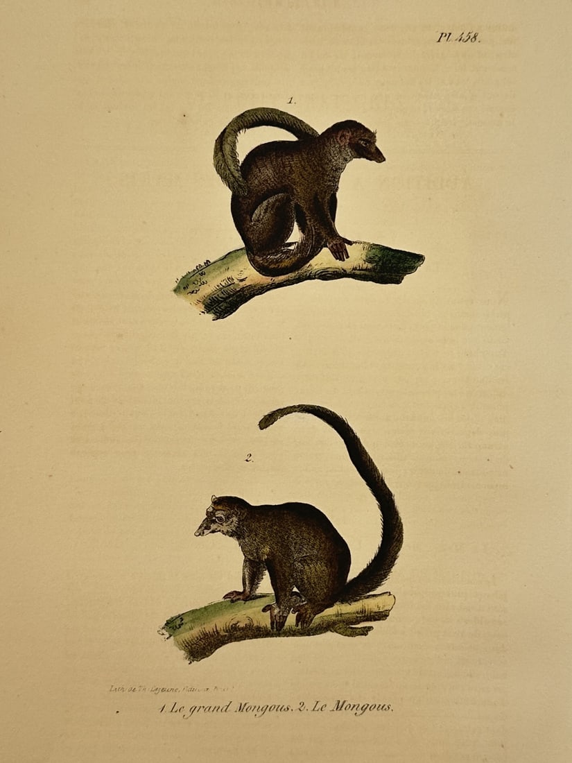 Georges-Louis Leclerc, Comte de Buffon – Mongoose Lemur and Crowned Lemur (1 of 2)