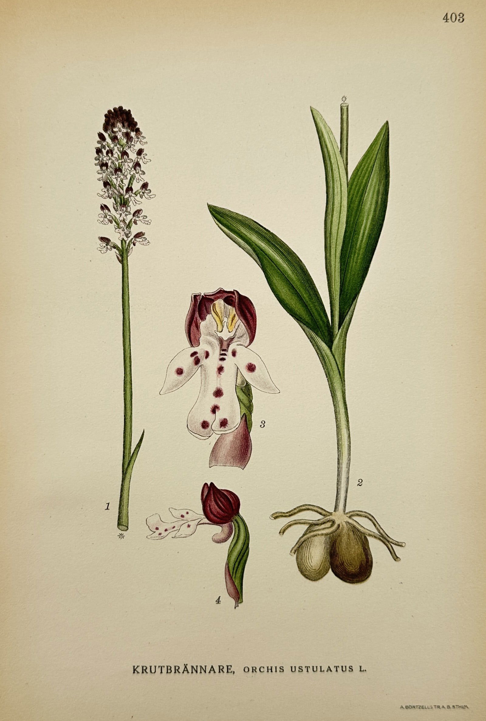 Carl Lindman (1856–1928) – Burnt Orchid – Lithograph (1901–1905) (1 of 2)