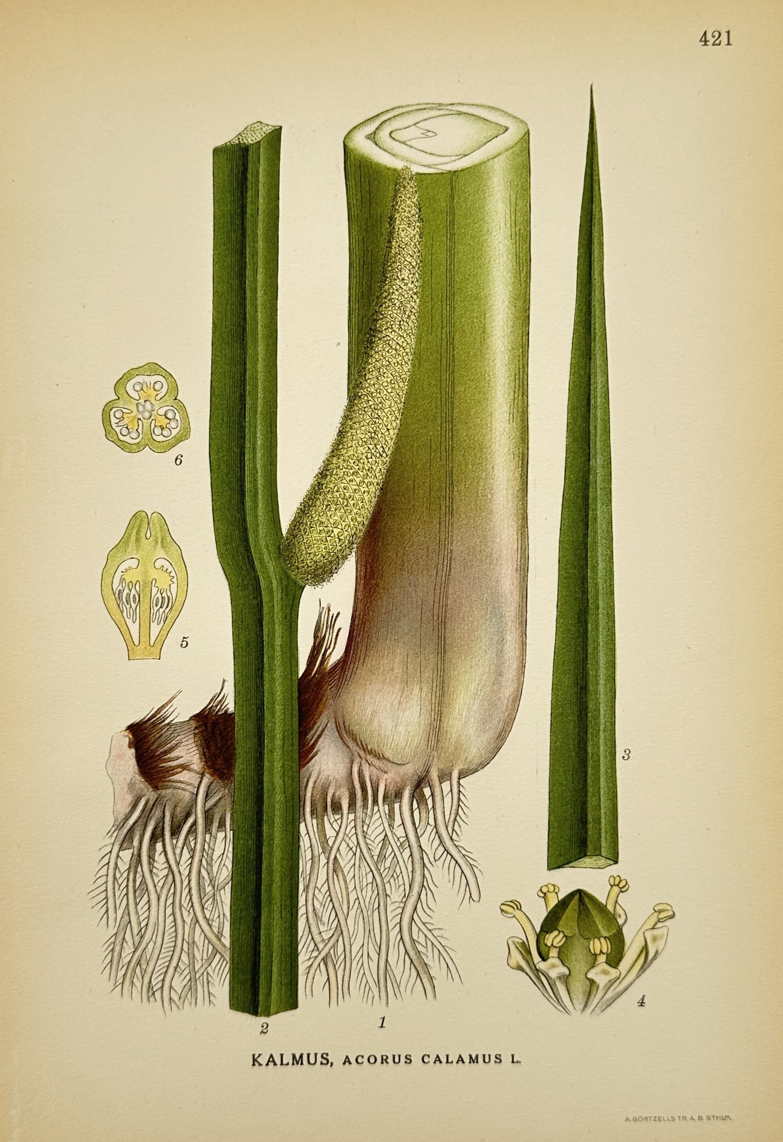 Carl Lindman (1856–1928) – Sweet Flag – Sweden – Lithograph (1901–1905) (1 of 2)