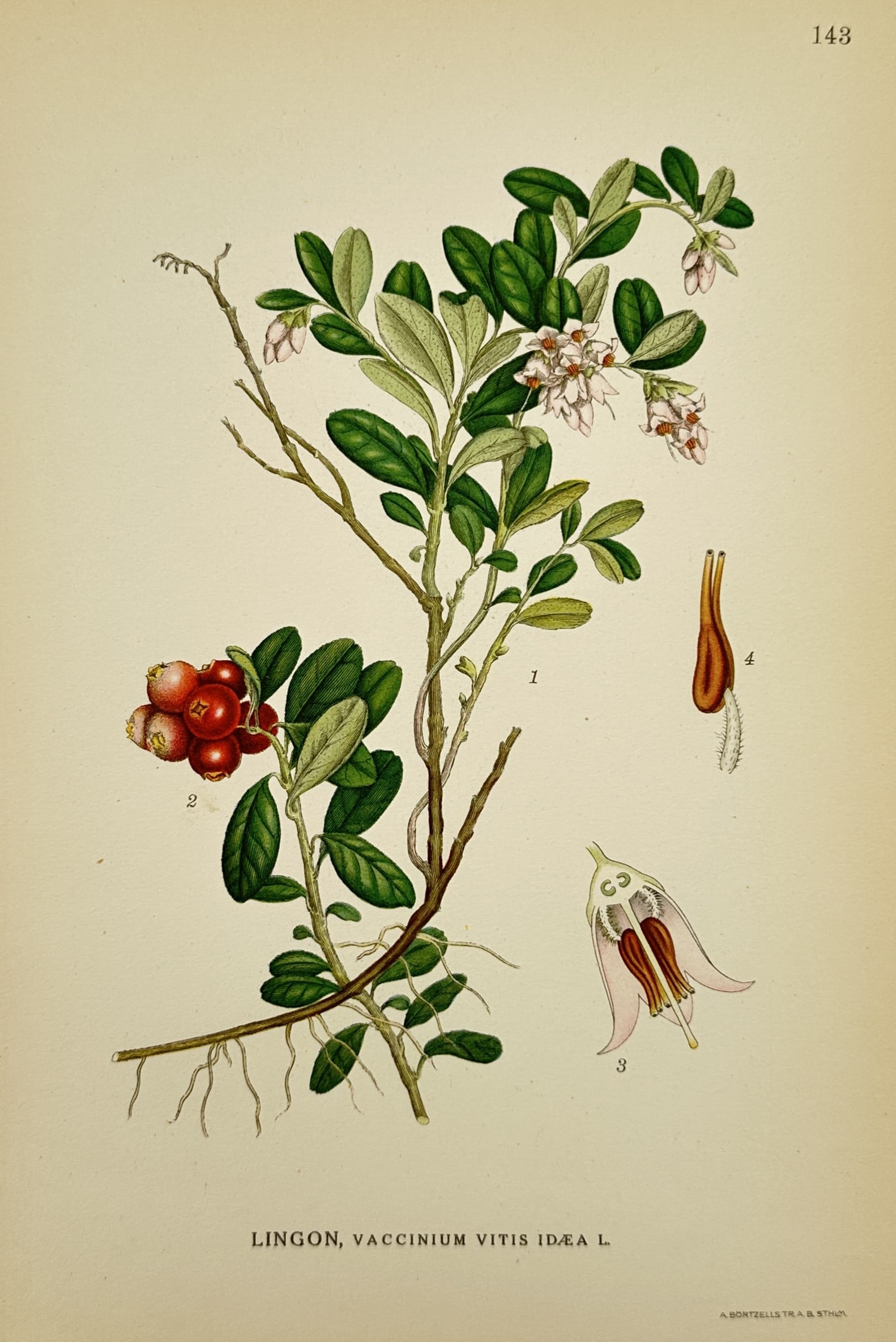 Carl Lindman (1856–1928) – Lingonberry – Sweden – Lithograph (1901–1905) (1 of 2)