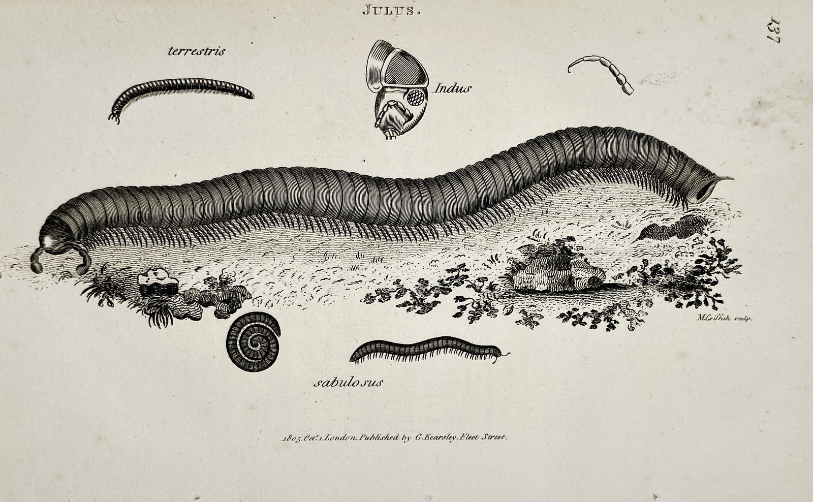 George Shaw (1751–1813) – Millipede Species – Engraving (1805) (1 of 1)