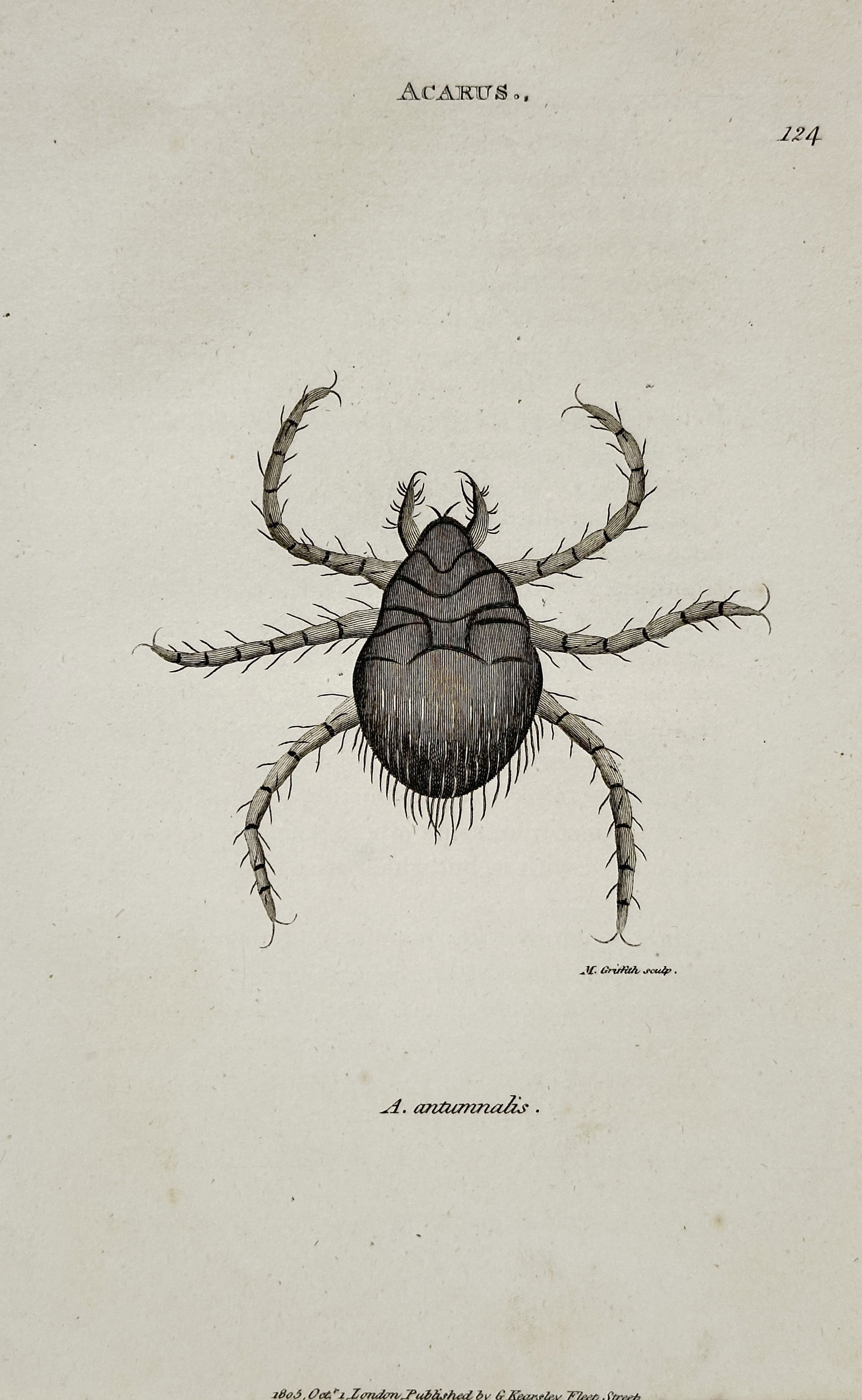 George Shaw (1751–1813) – Harvest Mite – Engraving (1805) (1 of 1)