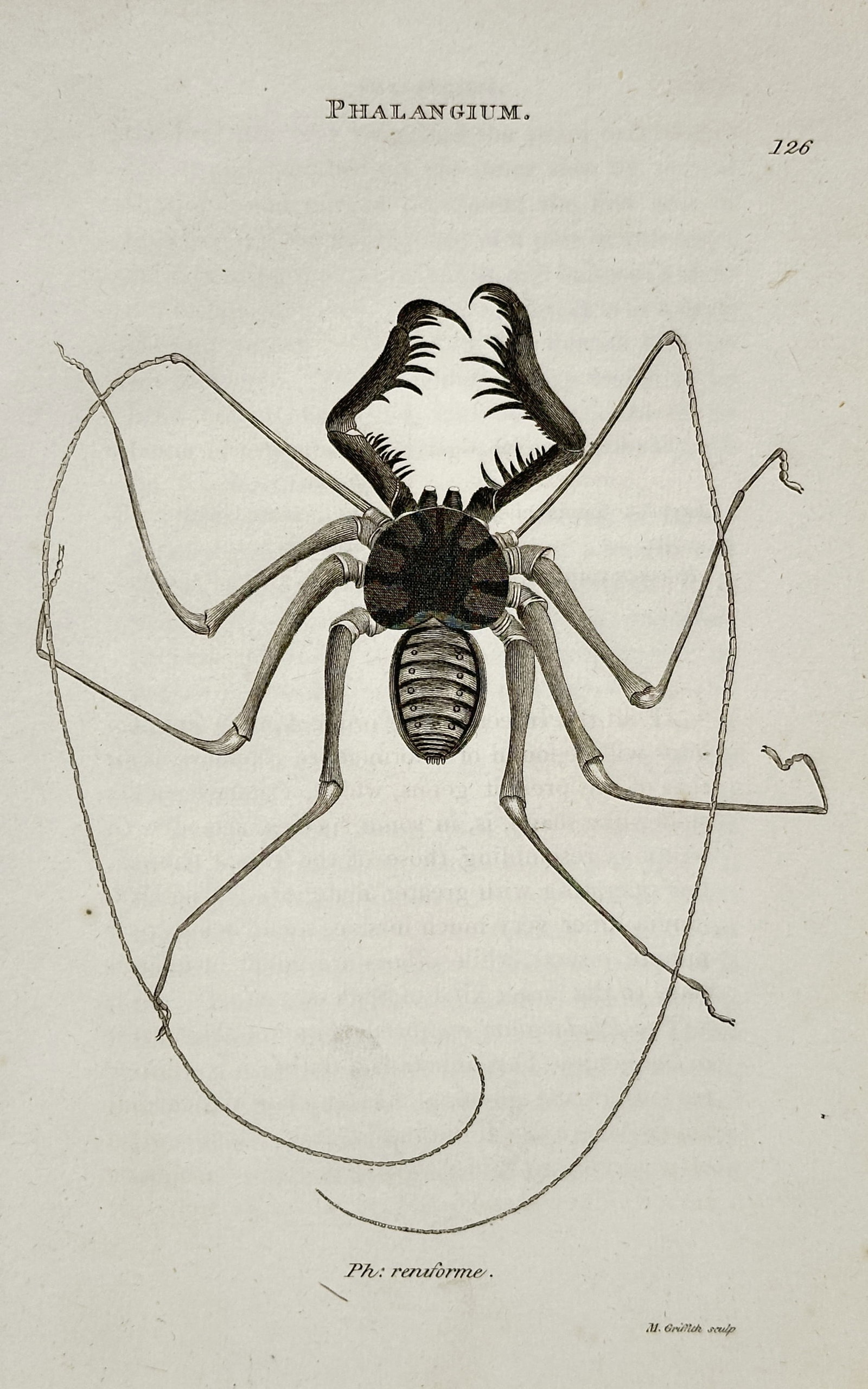 George Shaw (1751–1813) – Tailless Whip Scorpion – Engraving (1805) (1 of 1)