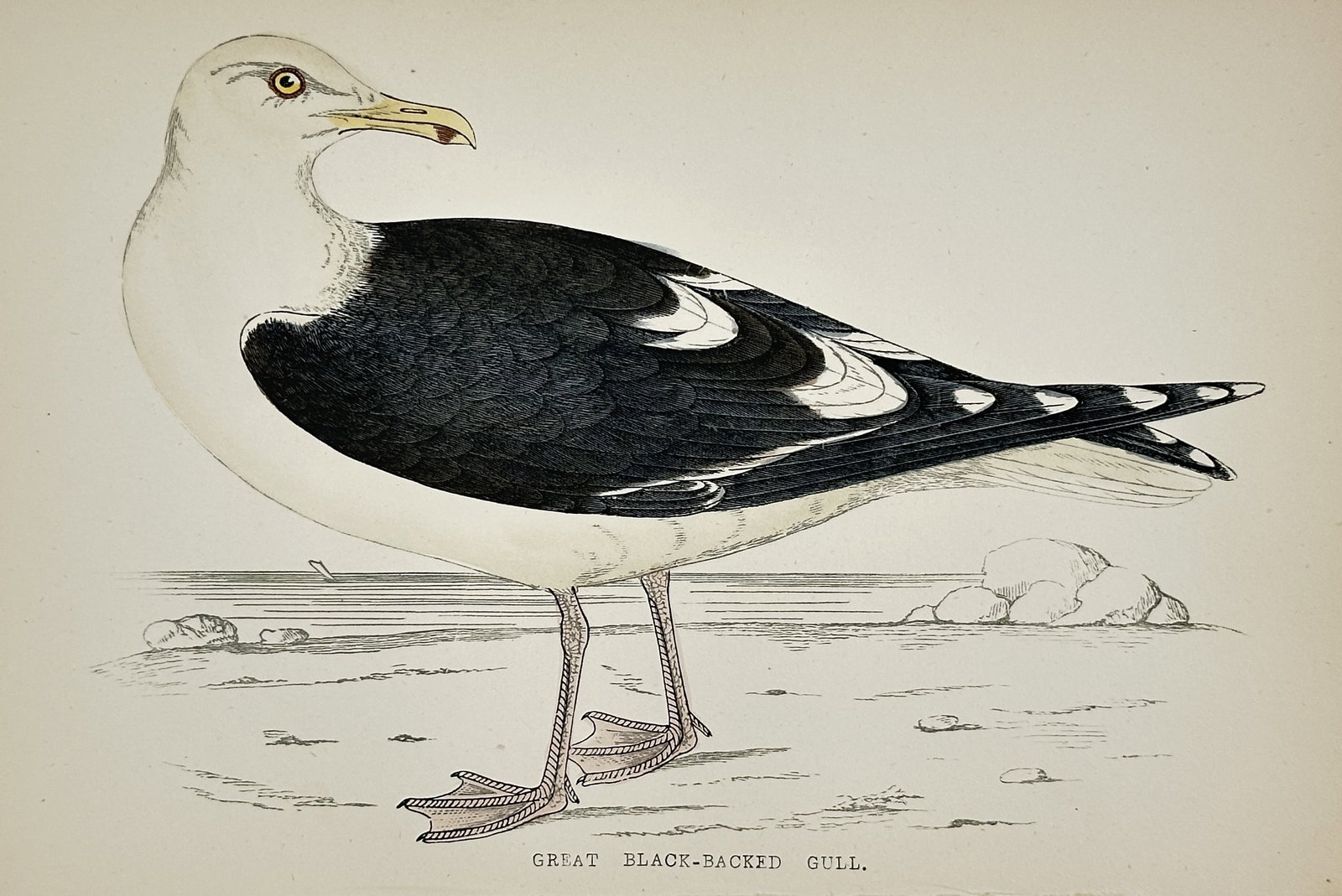 Francis Orpen Morris – Great Black-Backed Gull – Engraving (Hand-coloured) (c. 1850–1857) (1 of 1)