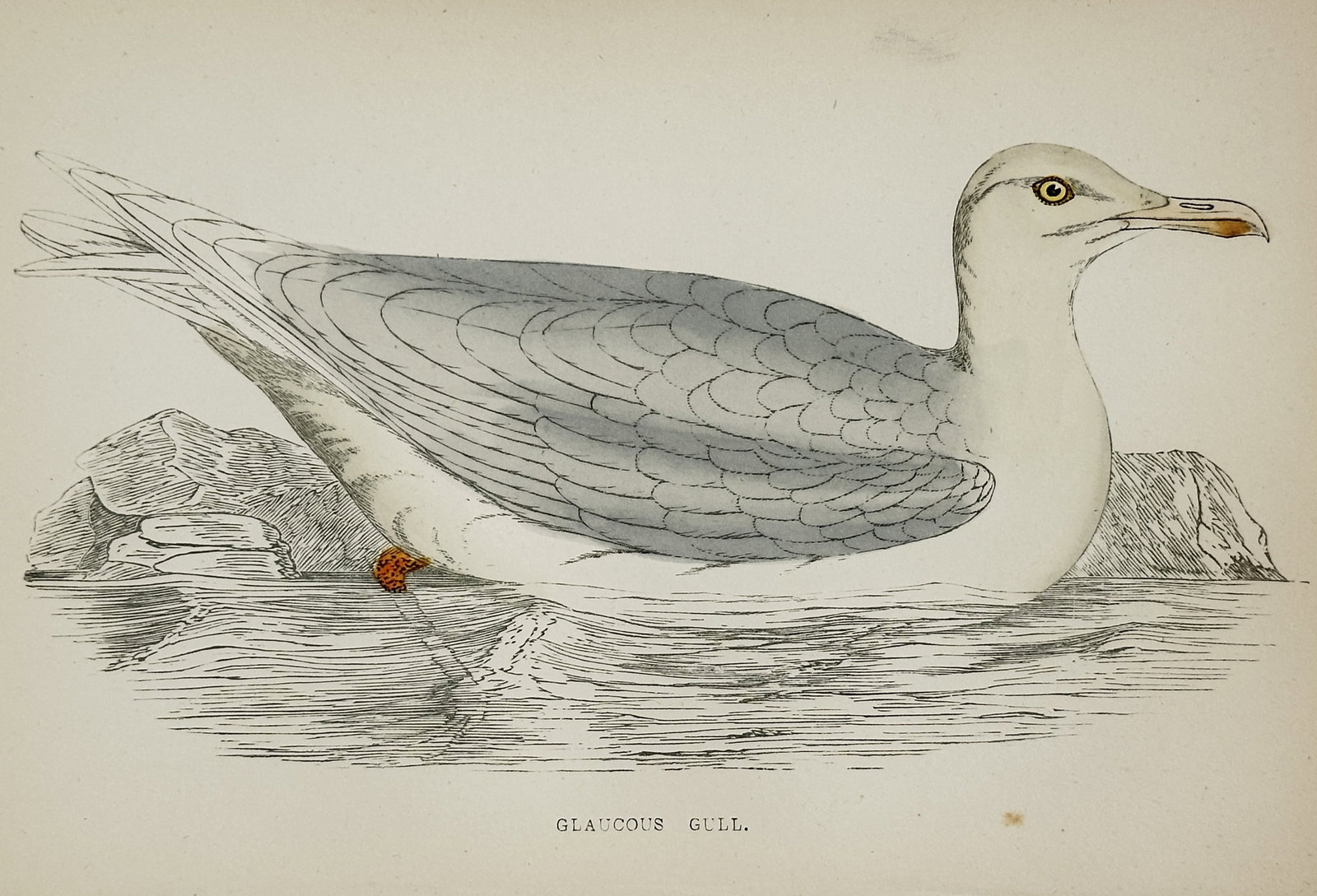 Francis Orpen Morris – Glaucous Gull – Engraving (Hand-coloured) (c. 1850–1857) (1 of 1)