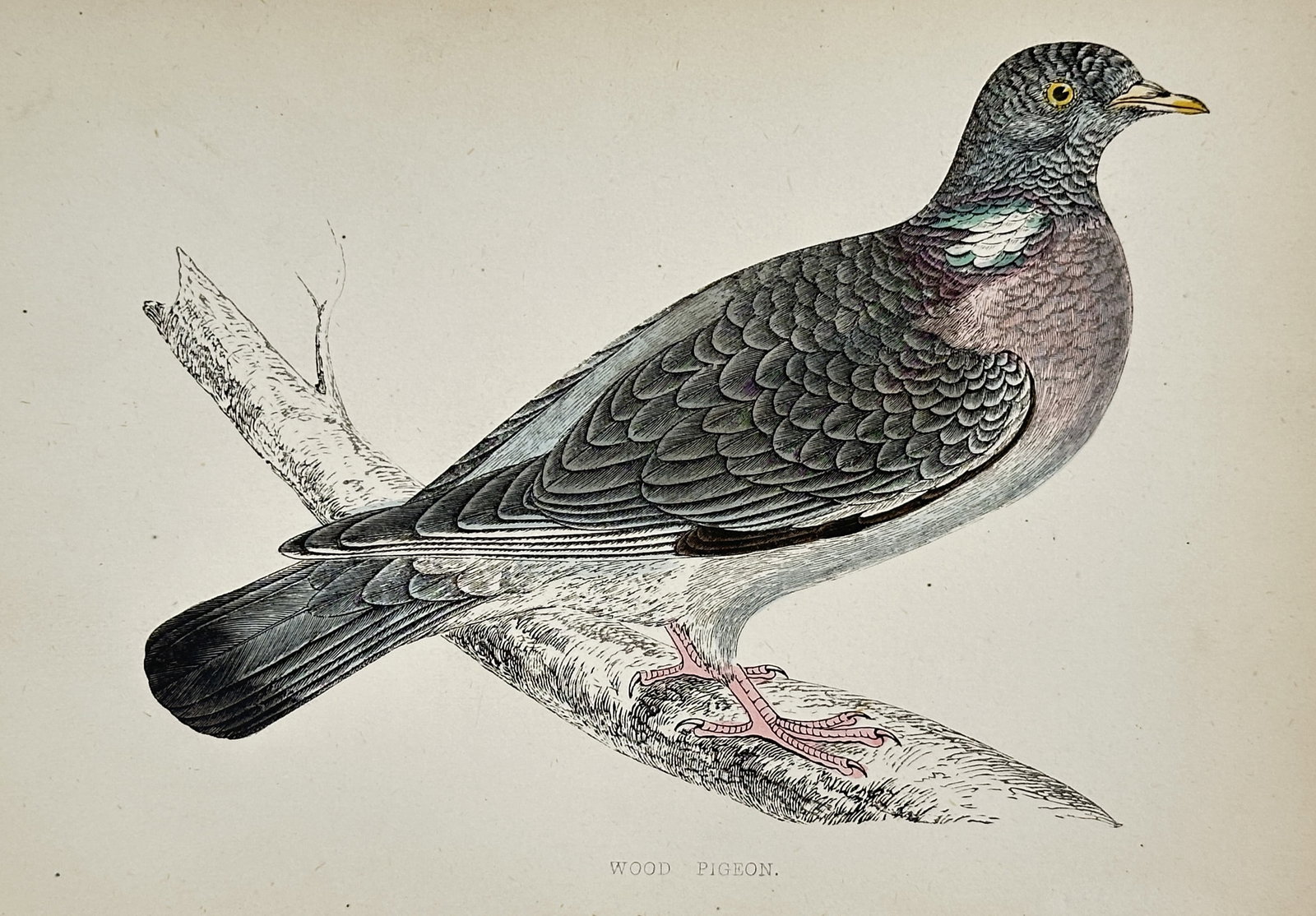 Francis Orpen Morris – Wood Pigeon – Engraving (Hand-coloured) (c. 1850–1857) (1 of 1)