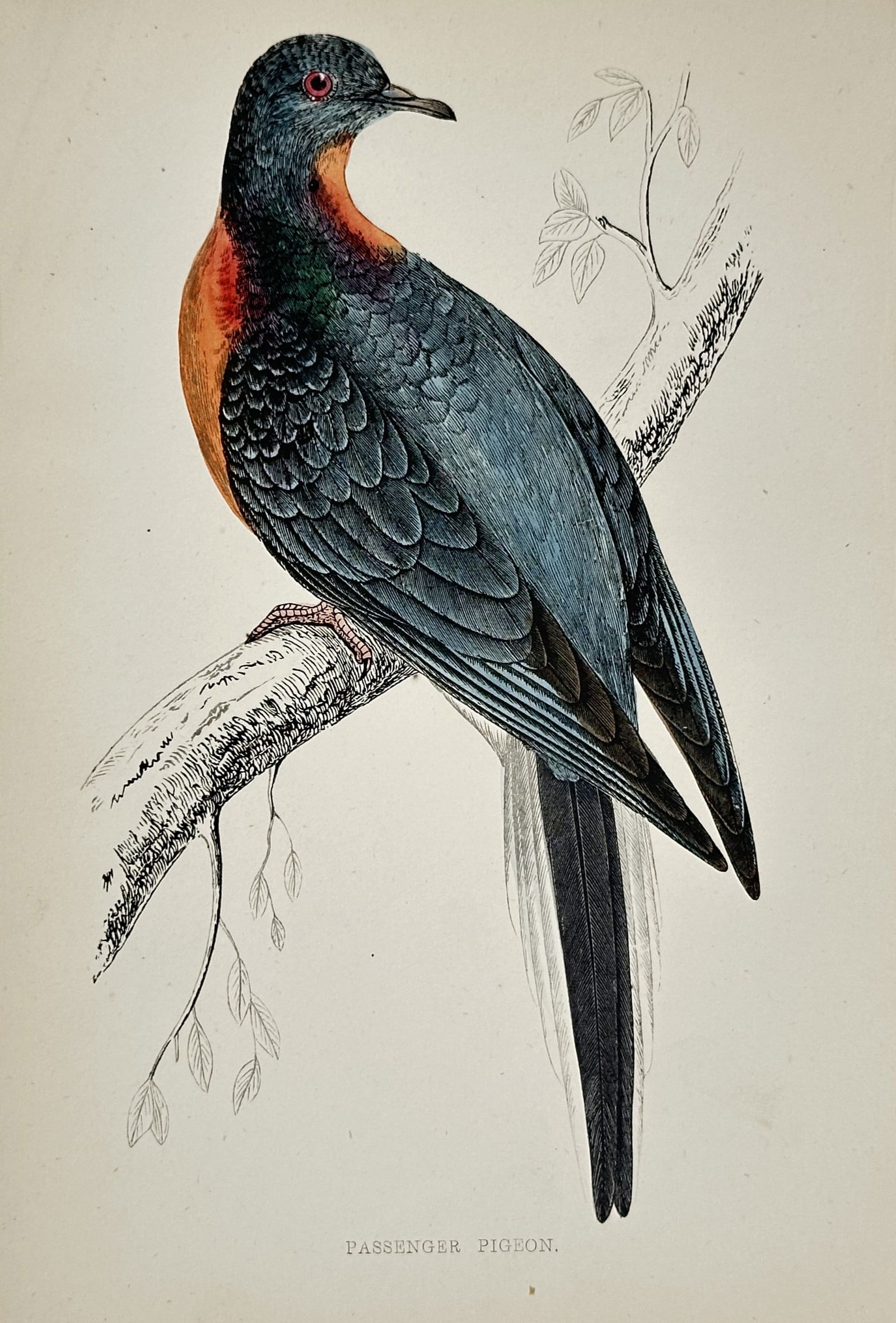 Francis Orpen Morris – Passenger Pigeon – Engraving (Hand-coloured) (c. 1850–1857) (1 of 1)