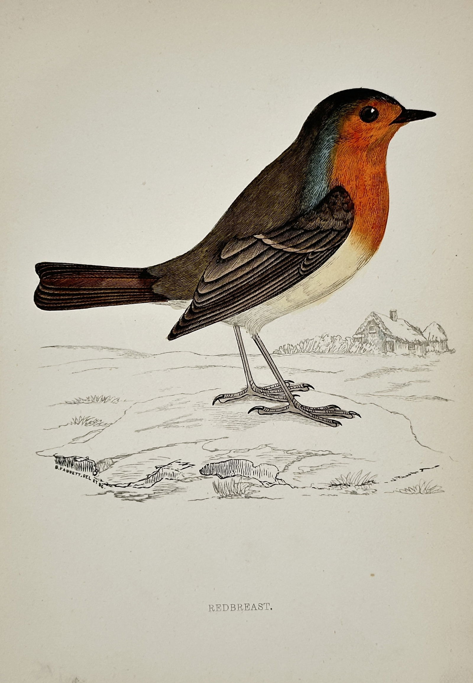 Francis Orpen Morris – Redbreast – Engraving (Hand-coloured) (c. 1850–1857) (1 of 1)