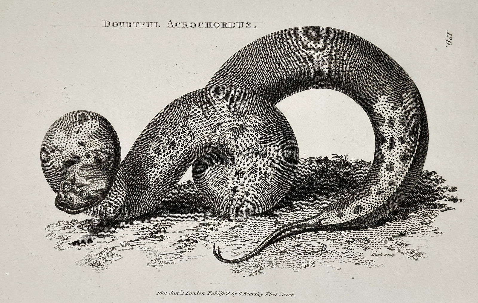 George Shaw (1751–1813) – Java Wart Snake – Engraving (1801) (1 of 1)