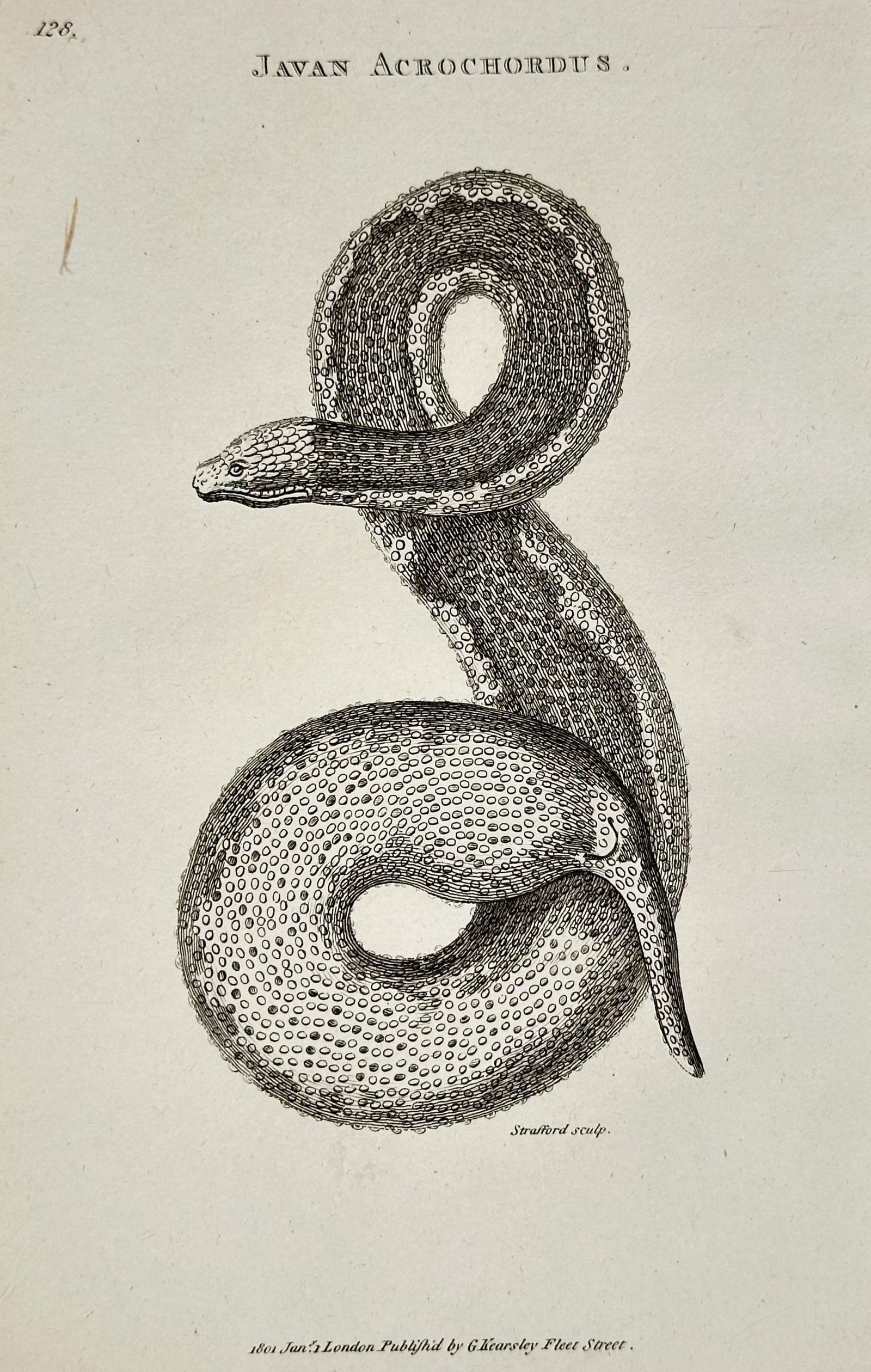 George Shaw (1751–1813) – Java Wart Snake Study – Engraving (1801) (1 of 1)