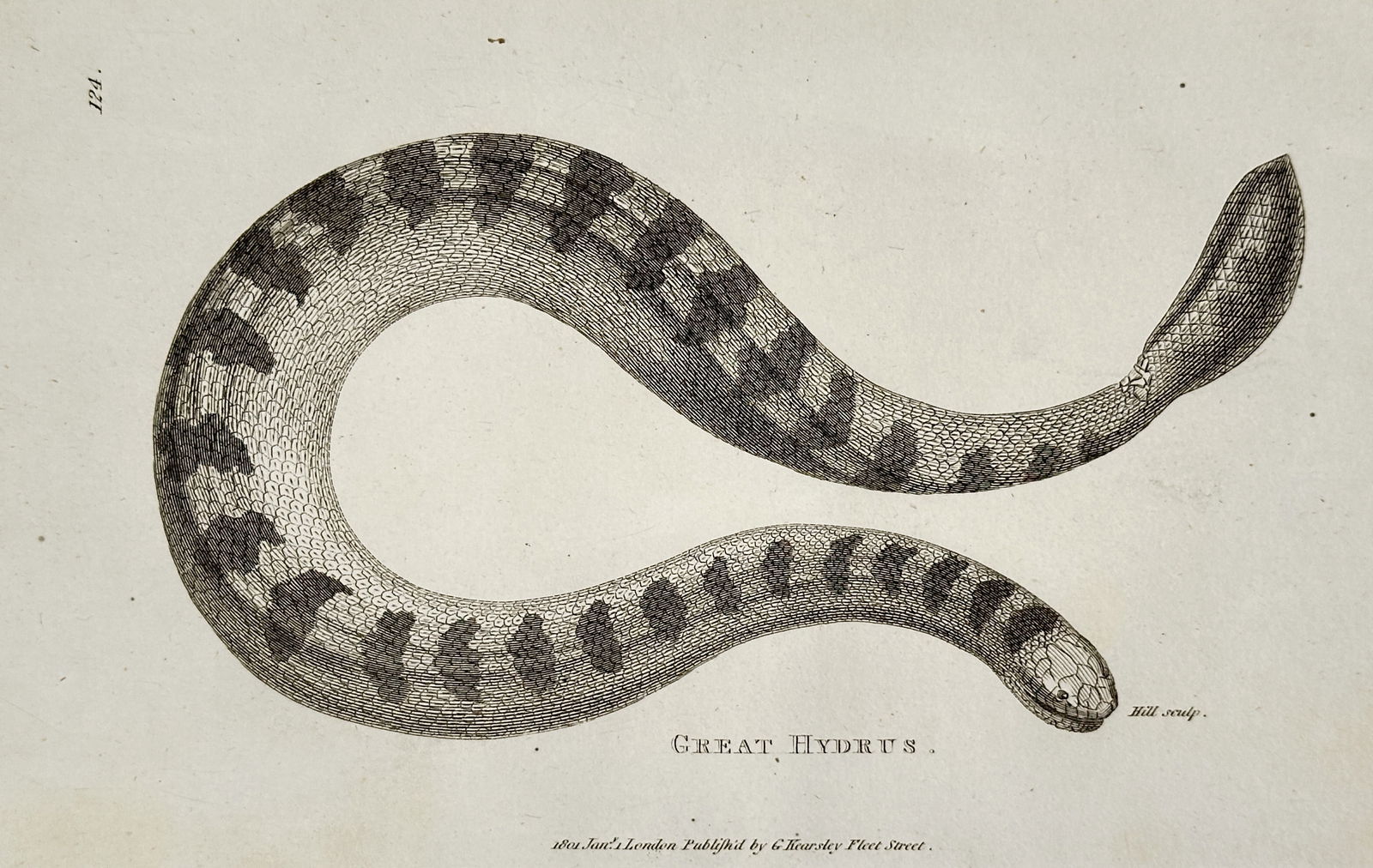 George Shaw (1751–1813) – Yellow-bellied Sea Snake – Engraving (1801) (1 of 1)