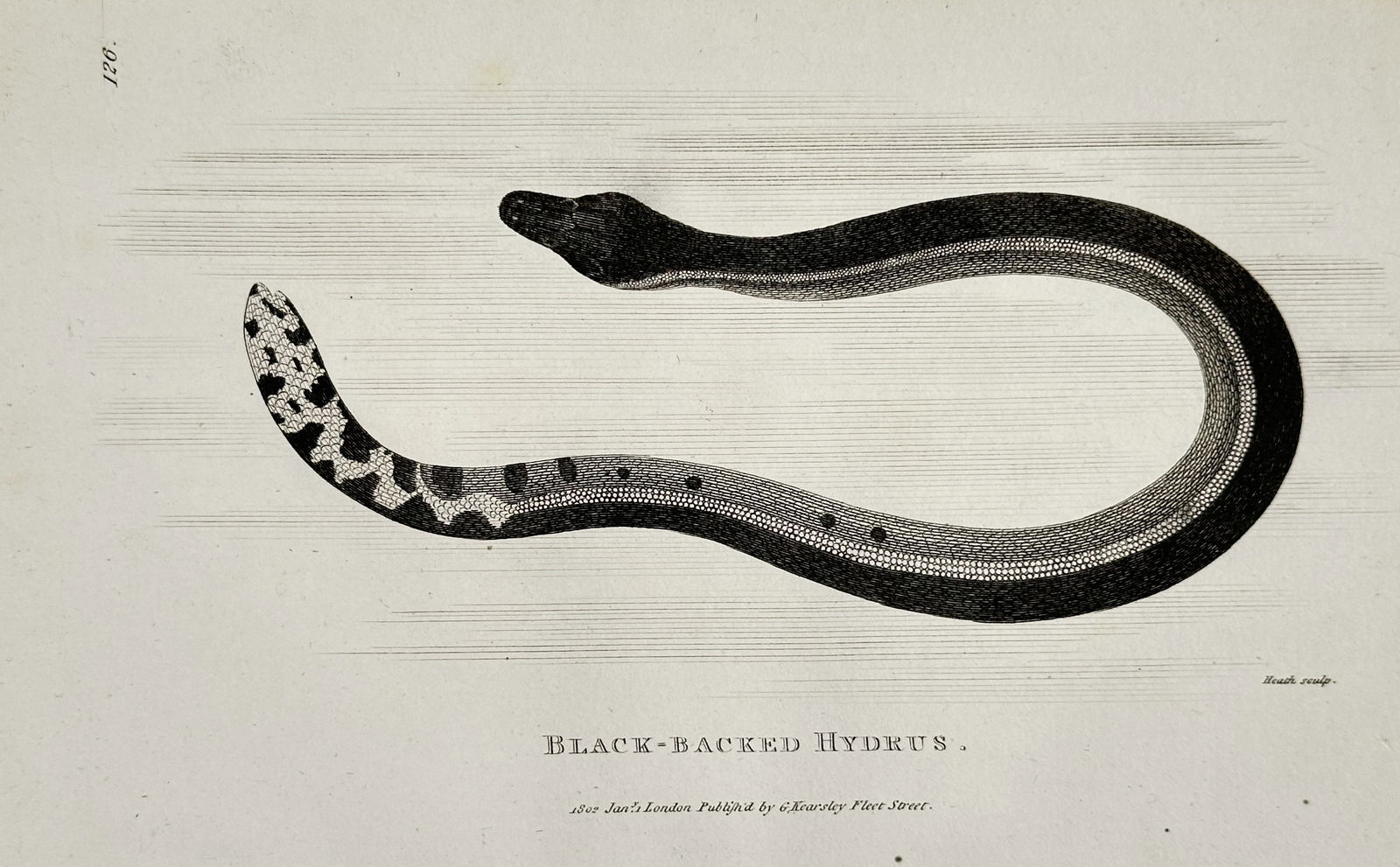 George Shaw (1751–1813) – Yellow-bellied Sea Snake Study – Engraving (1801) (1 of 1)