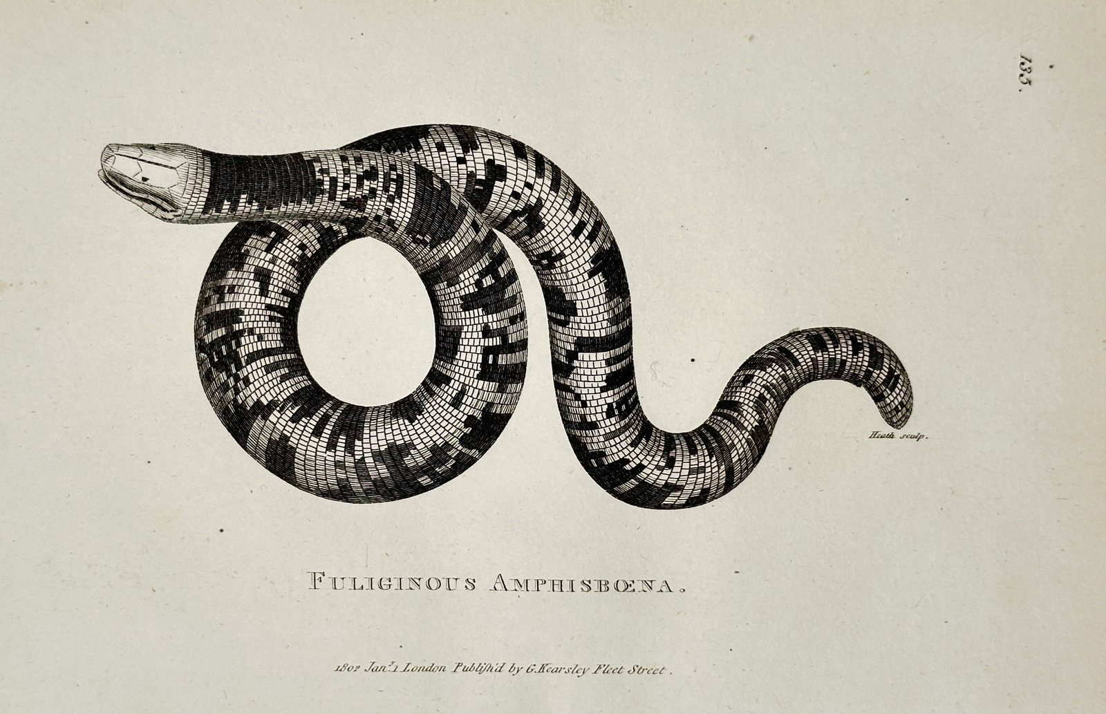 George Shaw (1751–1813) – Speckled Worm Lizard – Engraving (1801) (1 of 1)