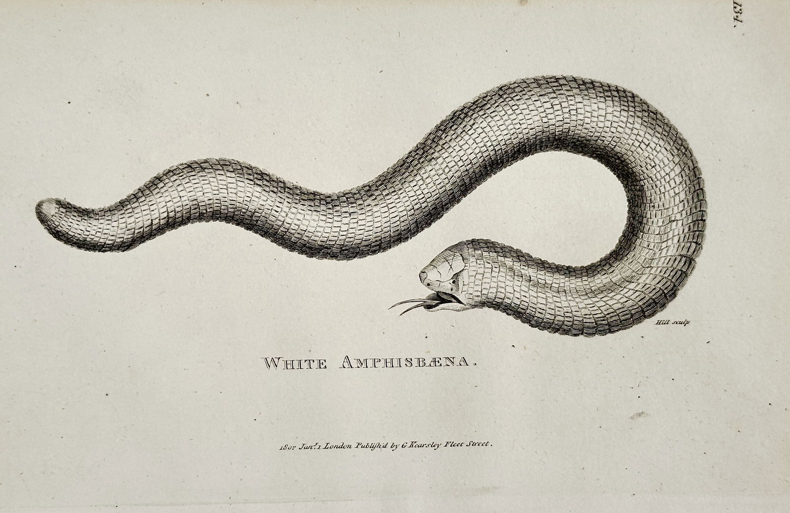 George Shaw (1751–1813) – White Amphisbaena – Engraving (1802) (1 of 1)