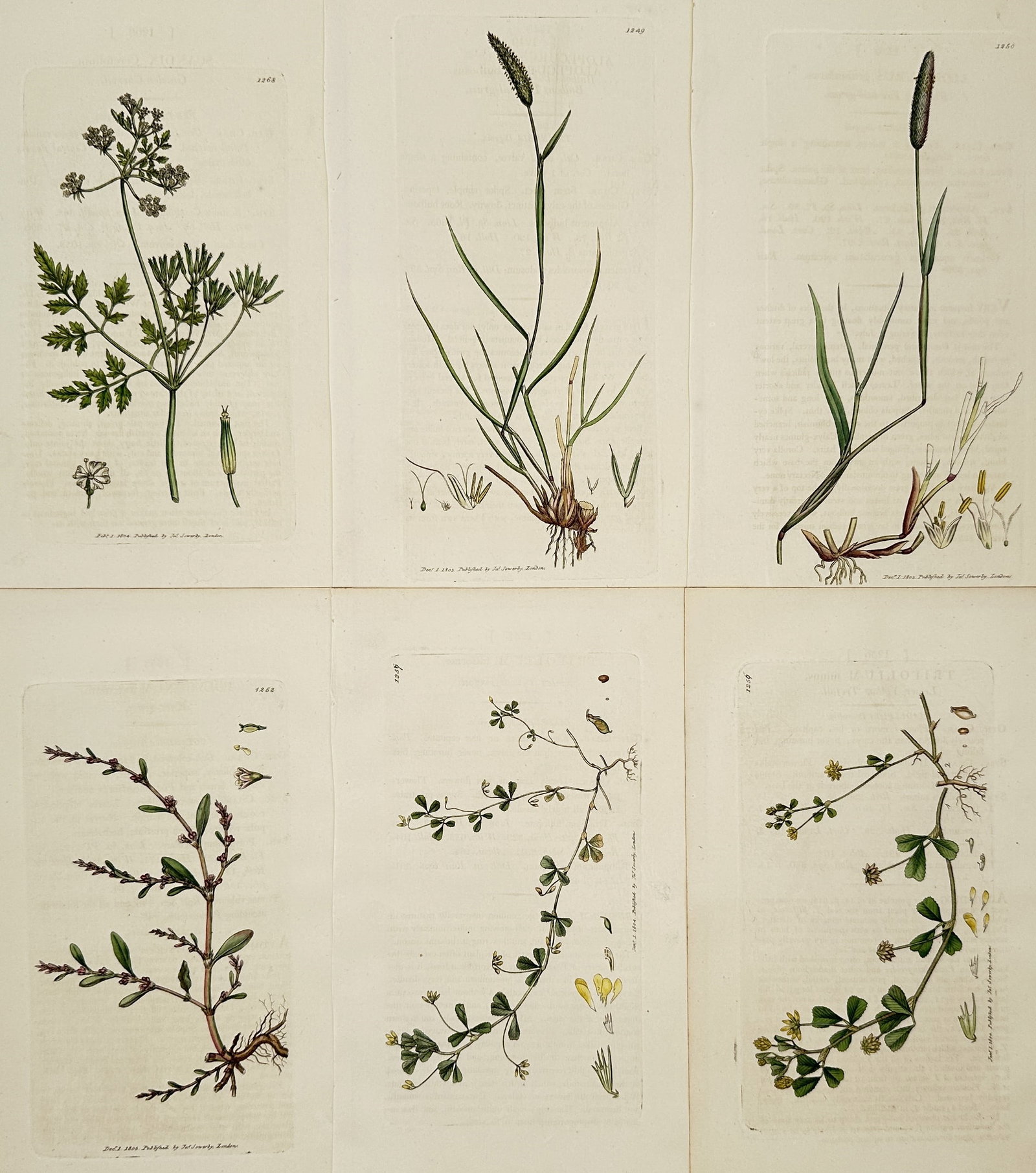 James Sowerby – Set of 6: Botanical Studies of Herbaceous Plants and Grasses – Engraving: "Herbaceous Plants and Grasses" presents a series of botanical illustrations documenting various British flora, including species of flowering herbs such as wild parsley and clover, alongside detailed