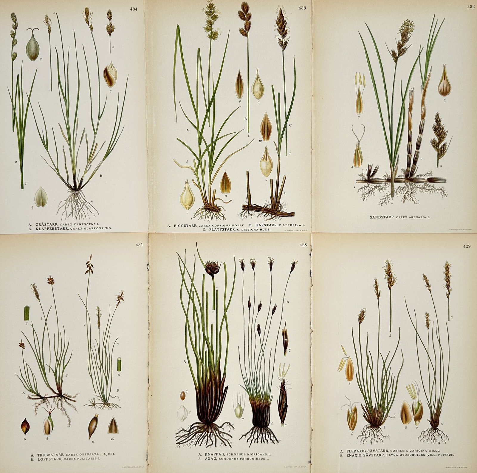Carl Lindman – Set of 6: Botanical Studies of Sedges and Grasses – Lithograph (20th Century): "Sedges and Grasses" presents a series of botanical illustrations documenting various species of northern European flora, including several types of sedges with distinct flowering spikes and detailed