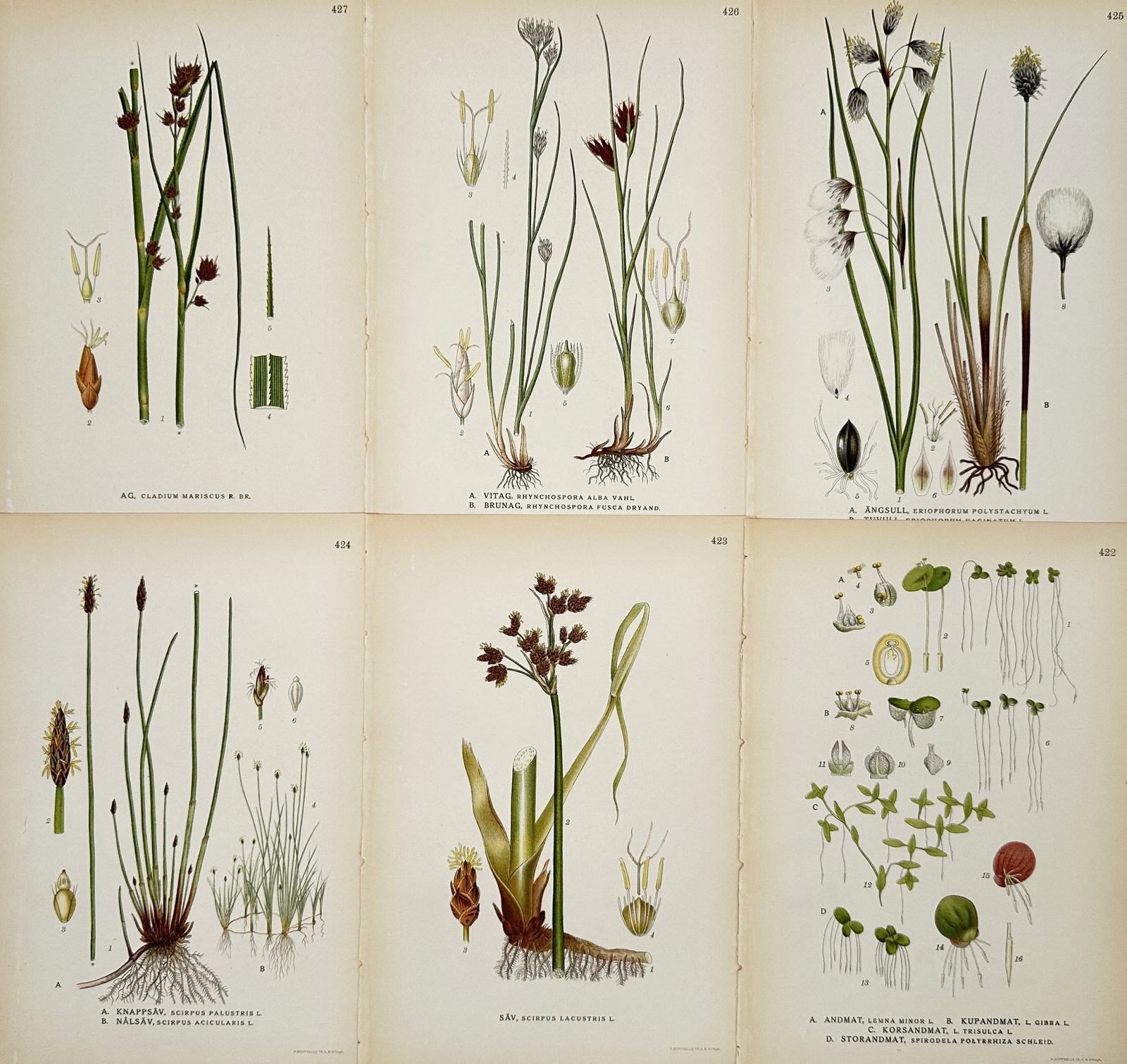 Carl Lindman – Set of 6: Botanical Studies of Aquatic Plants and Sedges – Lithograph (1 of 2)