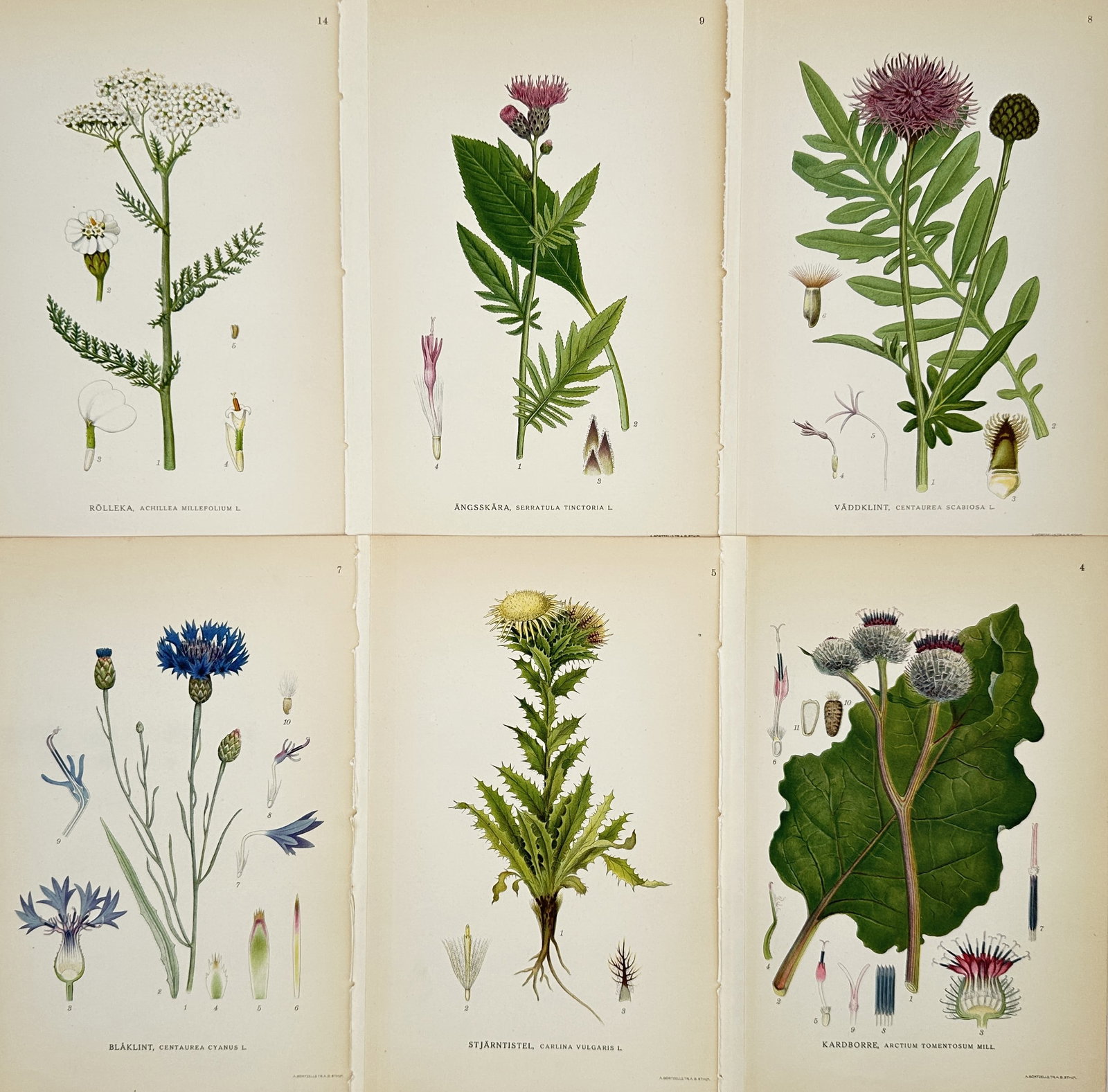 Carl Lindman – Set of 6: Botanical Studies of Thistles and Asteraceae – Lithograph (1 of 2)